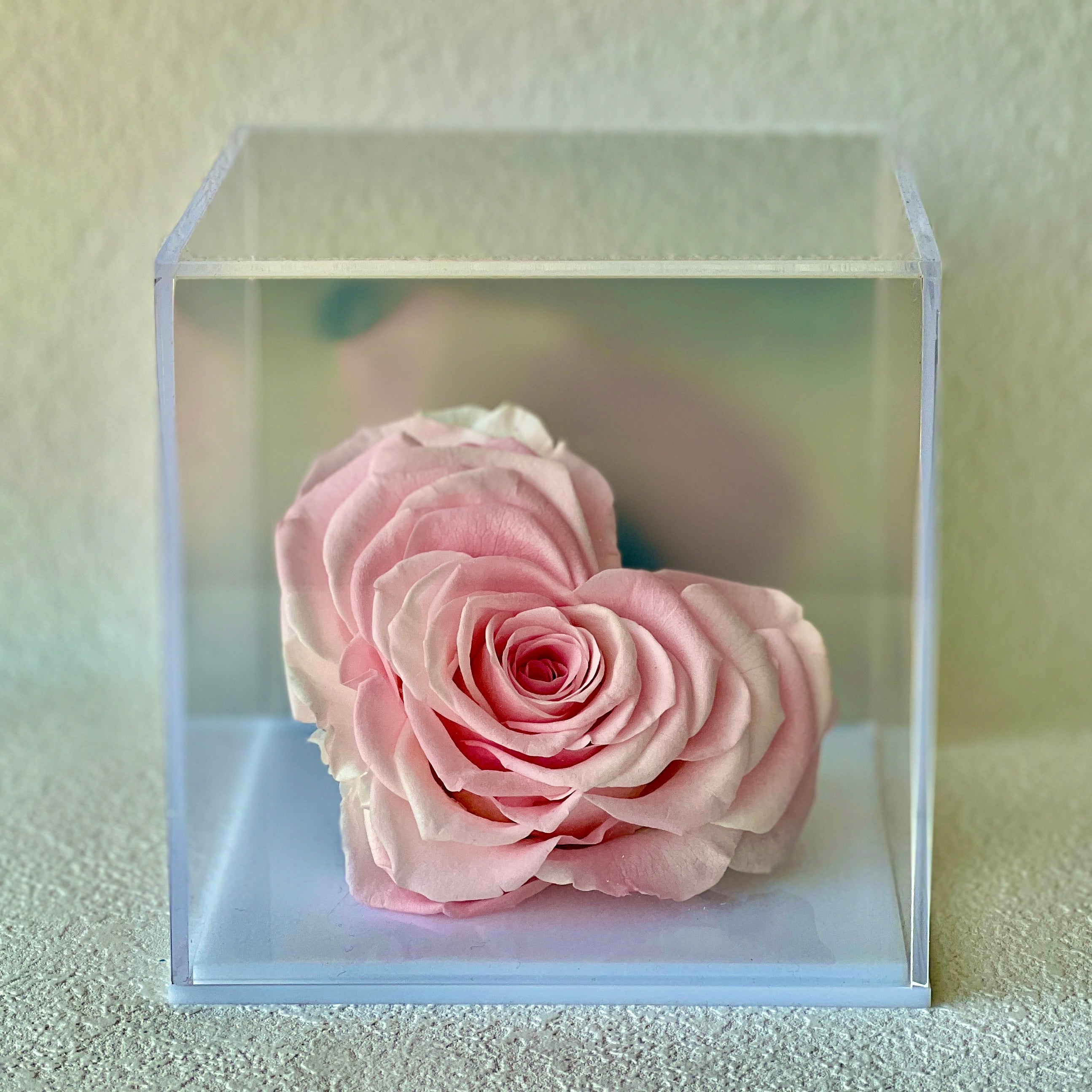 Solitary Splendor featuring a single heart-shaped preserved pink rose in an elegant acrylic box with a glass mirror bottom. A timeless eternity rose gift for expressing love, admiration, or gratitude.