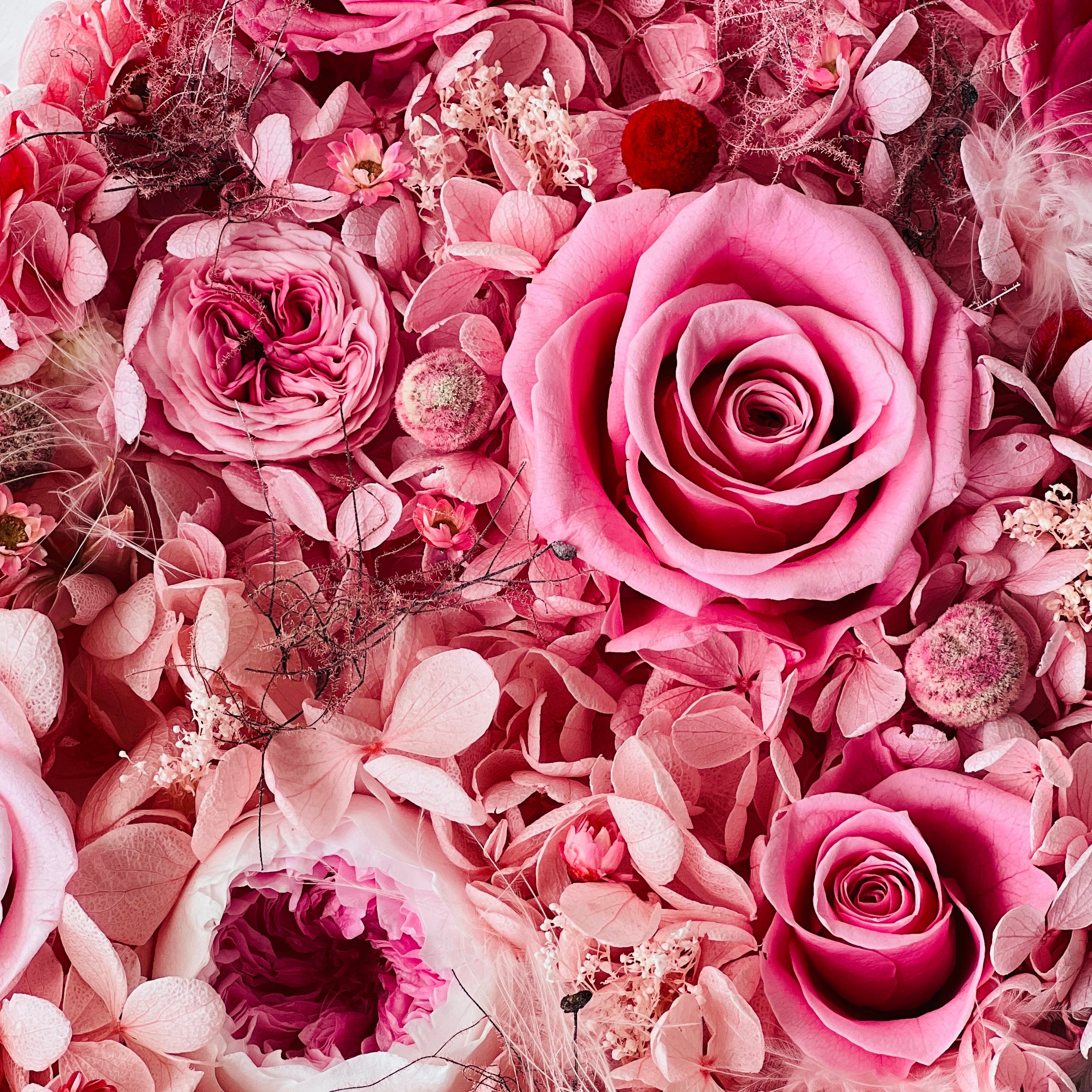 Stunning preserved floral arrangement featuring a gradient of pink to white roses and hydrangeas, encased in a clear frame. Perfect as a timeless eternity rose gift or sophisticated decor piece.