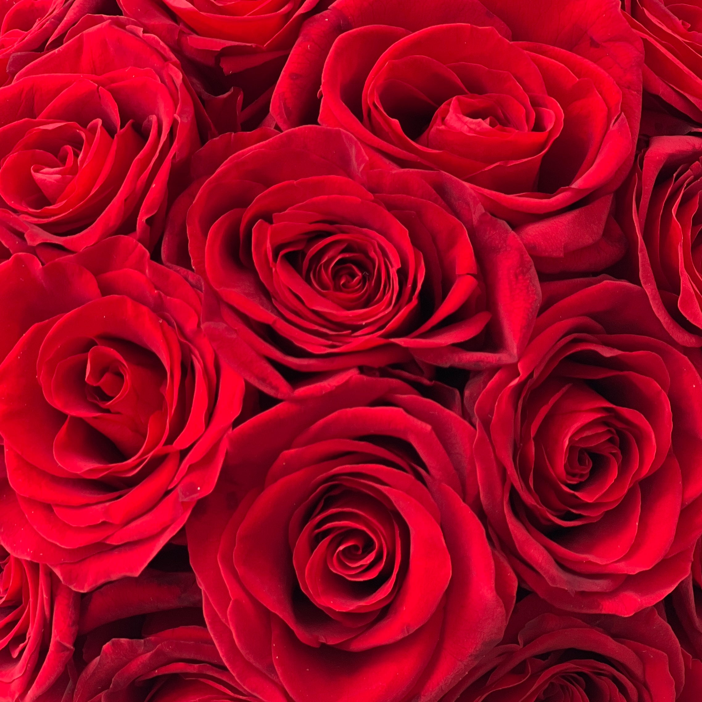 Preserved Red Rose Arrangement—vivid red blooms, perfectly preserved for lasting beauty. Ideal for adding a romantic touch to any space or as a thoughtful gift.