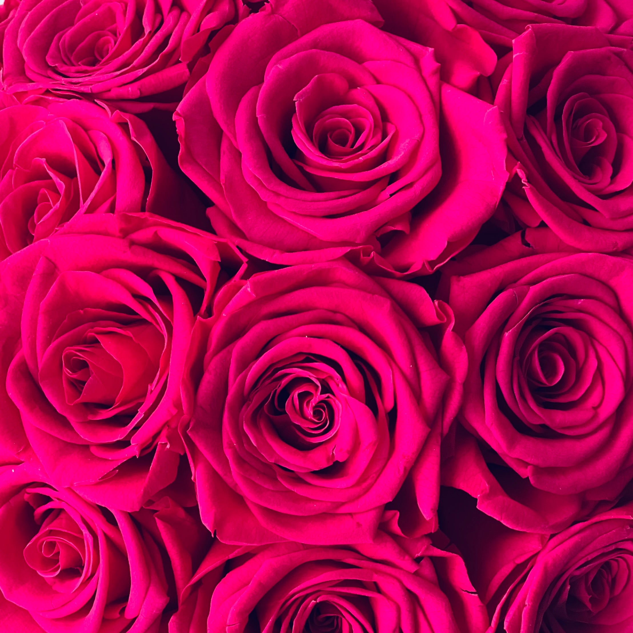 Preserved Pink Rose Arrangement—hot pink blooms, perfectly preserved for lasting beauty. Ideal for any décor or as a heartfelt gift for special occasions.