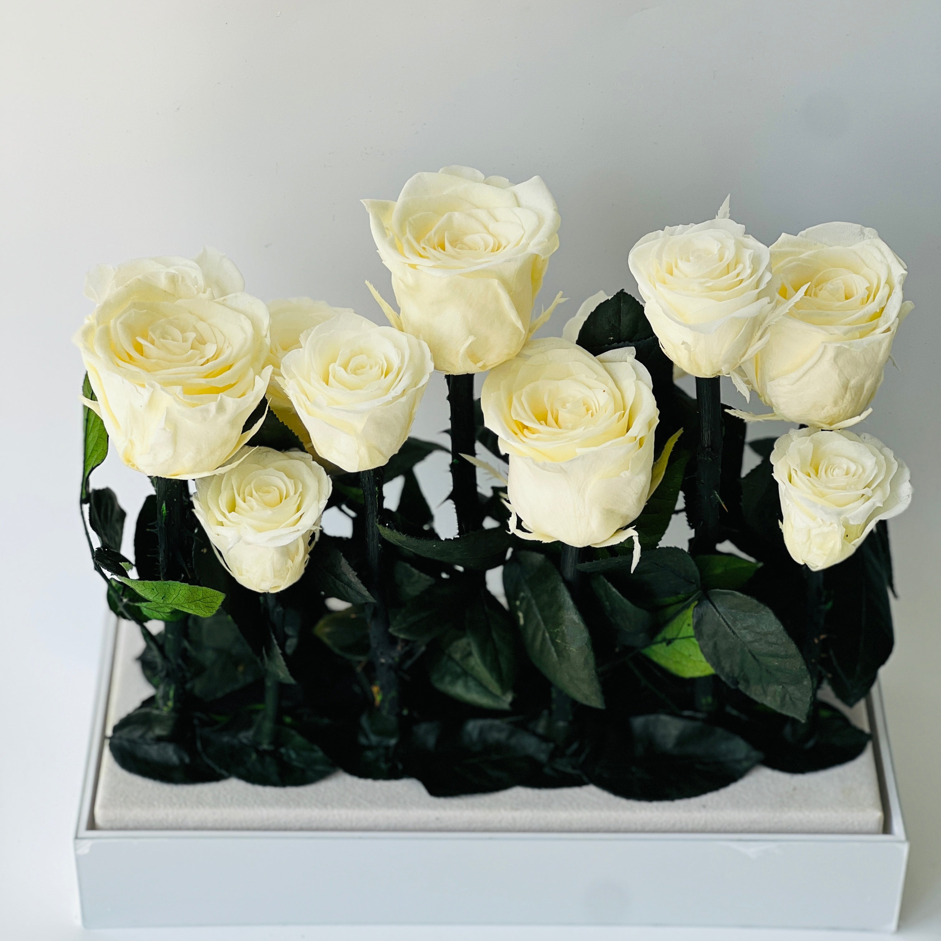 Elegant preserved buttermilk yellow roses arranged in a sleek rectangular box, complemented by deep green foliage. A timeless eternity rose gift perfect for lasting beauty and sophistication.