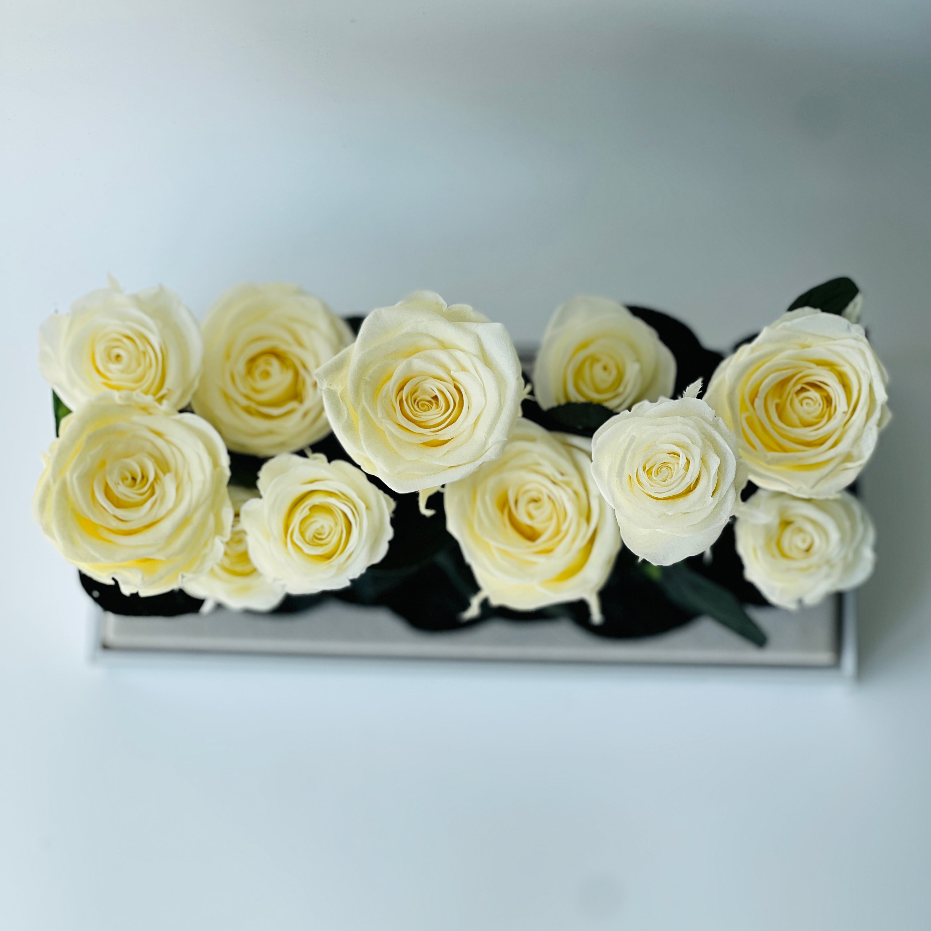 Elegant preserved buttermilk yellow roses arranged in a sleek rectangular box, complemented by deep green foliage. A timeless eternity rose gift perfect for lasting beauty and sophistication.