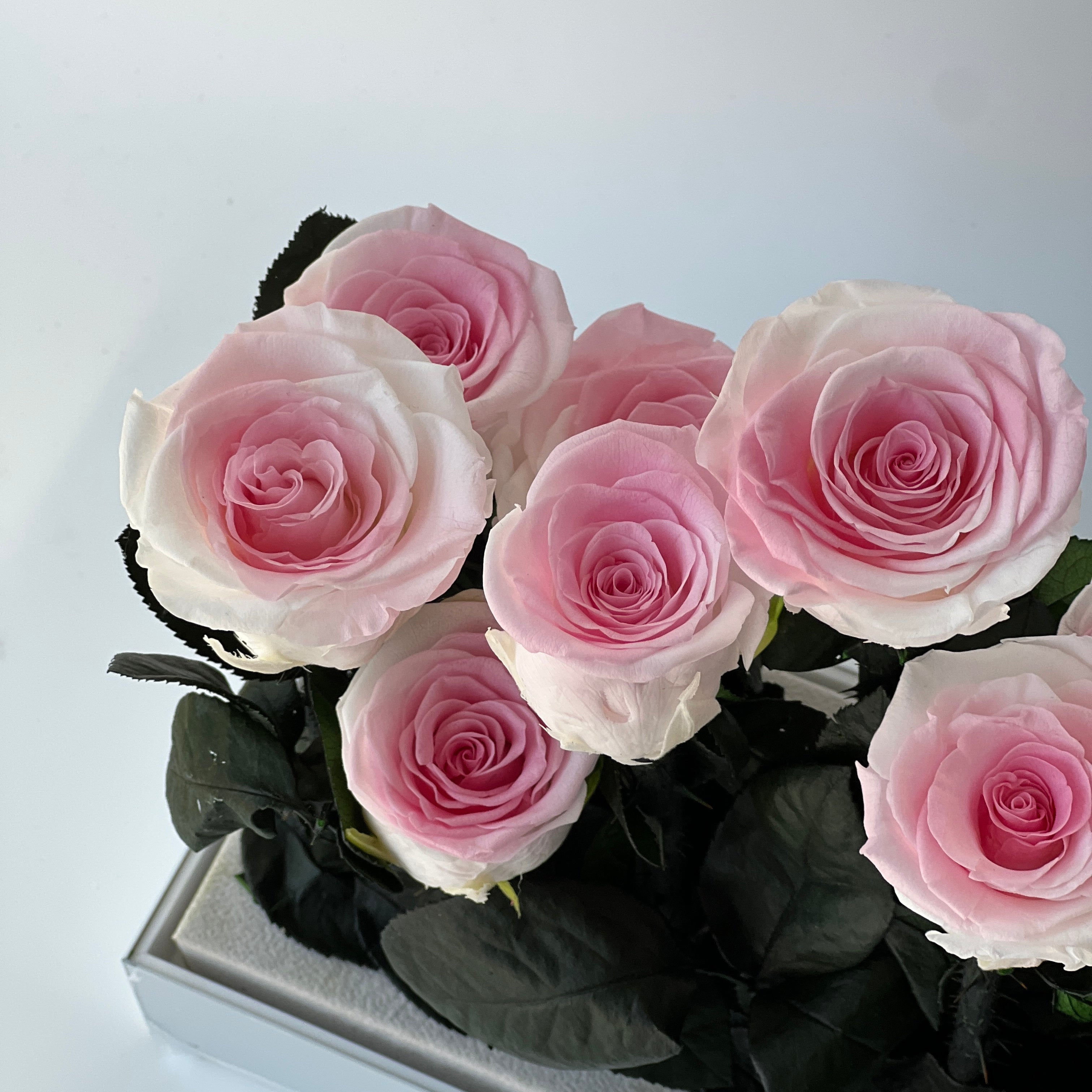 Elegant preserved roses in a blush pink ombre effect, beautifully arranged with dark green foliage in a metallic silver box. Perfect as a timeless eternity rose gift.