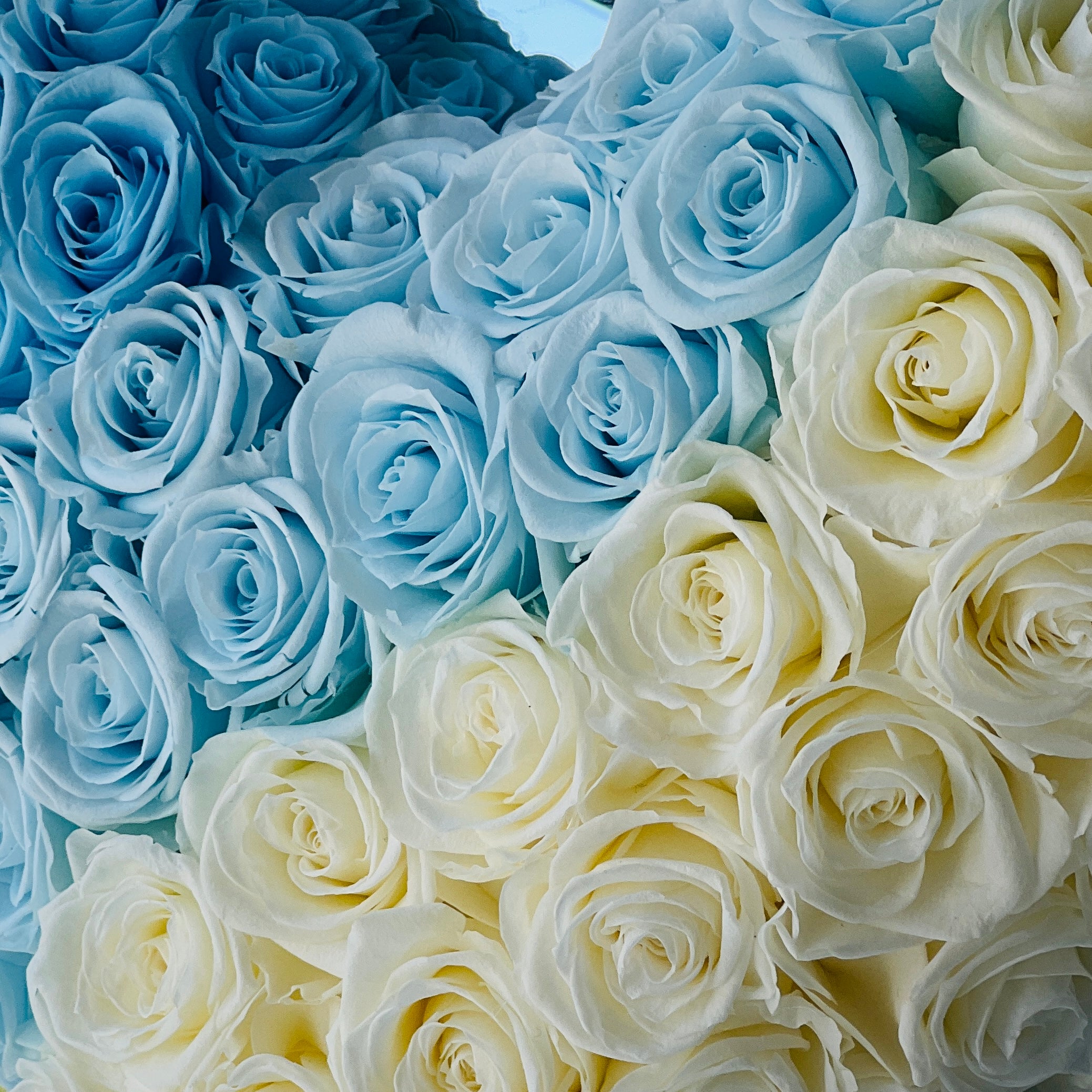 Heart-shaped arrangement of preserved roses in serene blue and white, symbolizing peaceful emotions. Perfect as a timeless eternity rose gift for special occasions.