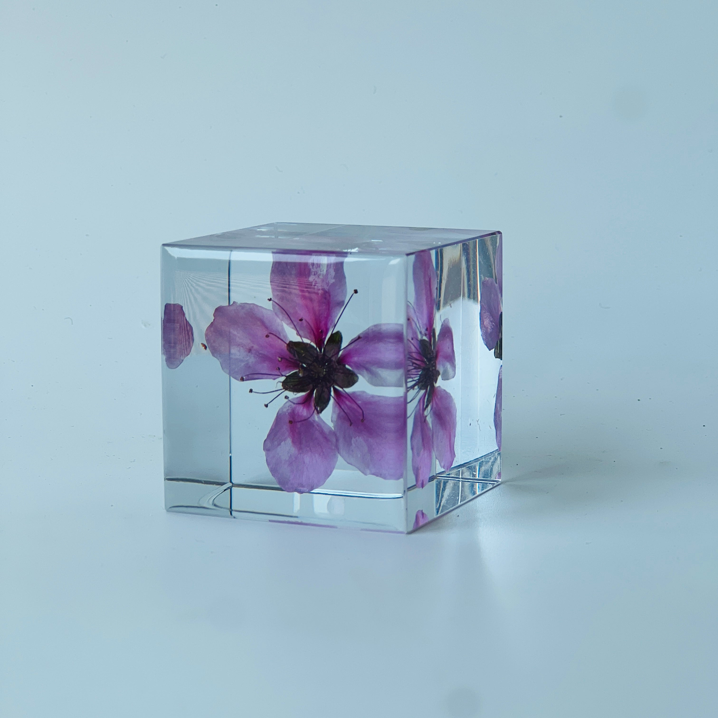 Peach blossom beautifully preserved in a inch resin cube, showcasing its vibrant hues from every angle. A perfect, maintenance-free decor piece or heartfelt gift for any occasion.