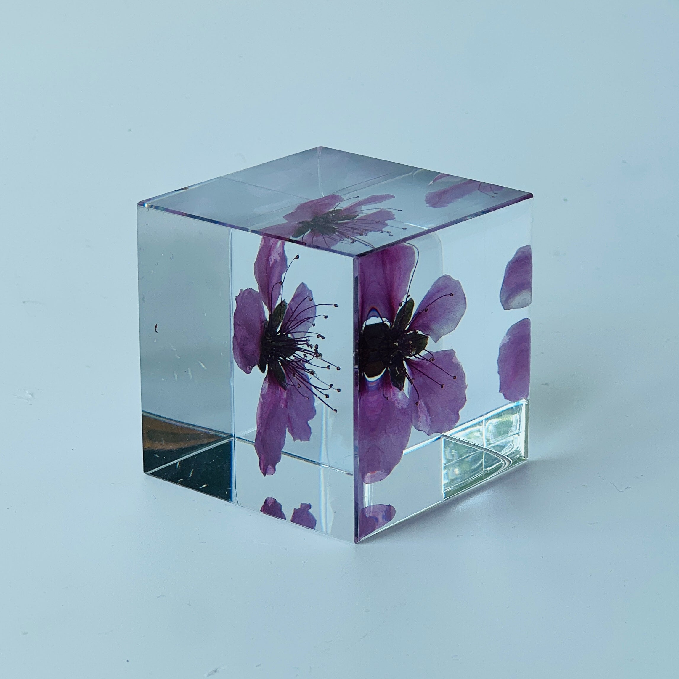 Peach blossom beautifully preserved in a inch resin cube, showcasing its vibrant hues from every angle. A perfect, maintenance-free decor piece or heartfelt gift for any occasion.