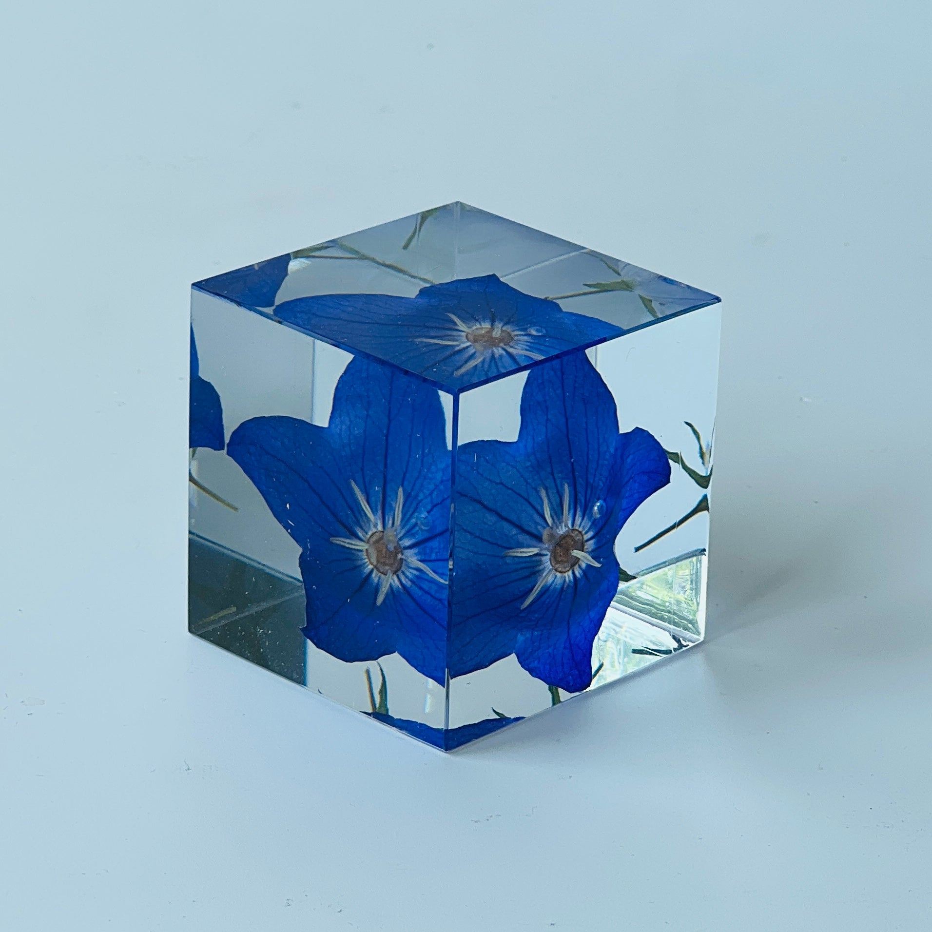 Blue bellflower elegantly preserved in a 2 inch resin cube, offering a 360-degree view of natural beauty. Perfect as a low-maintenance, timeless decor or heartfelt gift.