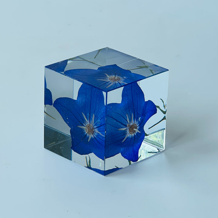 Solo Cube - Bellflower