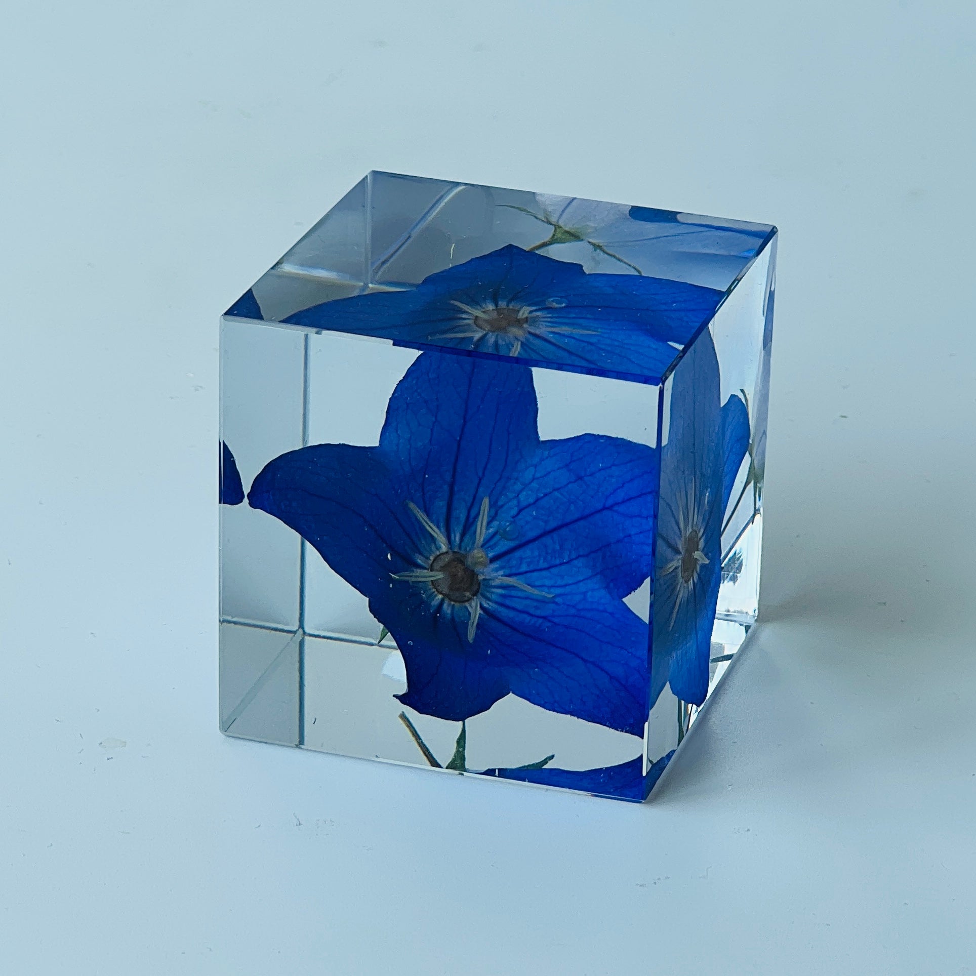 Blue bellflower elegantly preserved in a 2 inch resin cube, offering a 360-degree view of natural beauty. Perfect as a low-maintenance, timeless decor or heartfelt gift.