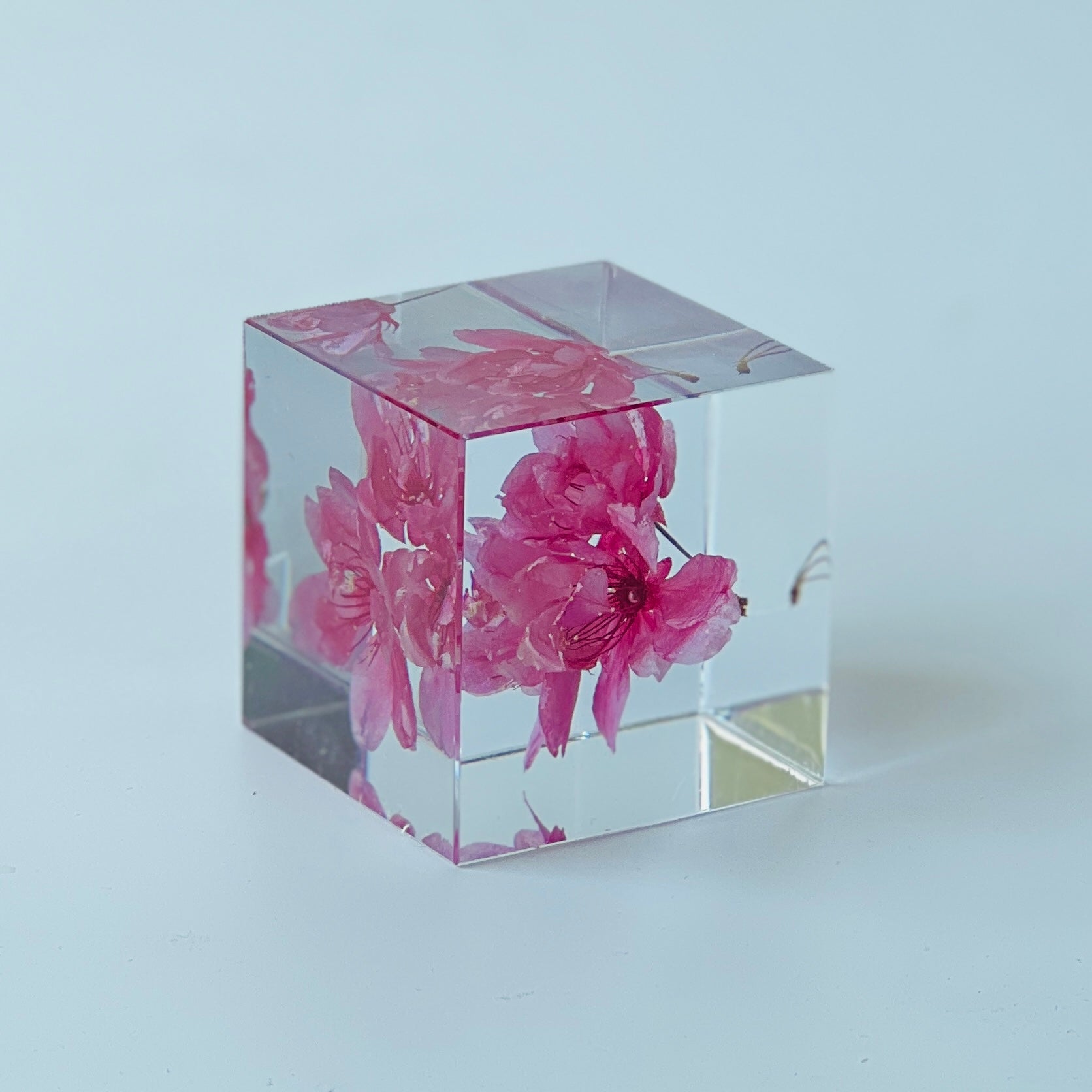 Preserved pink cherry blossom elegantly displayed in a inch clear resin cube, offering a stunning 360-degree view. Perfect as a timeless, low-maintenance decor or thoughtful gift.