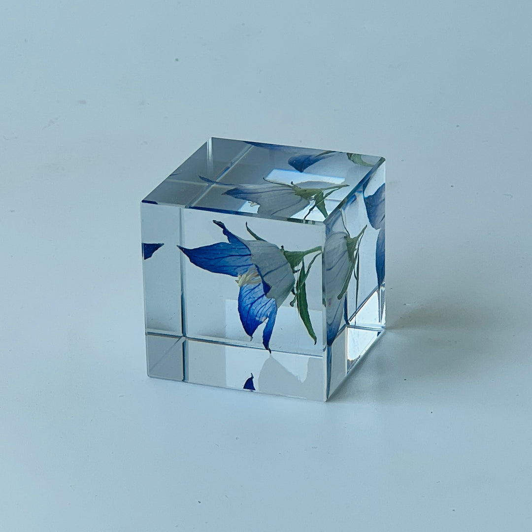 Solo Cube - Bellflower