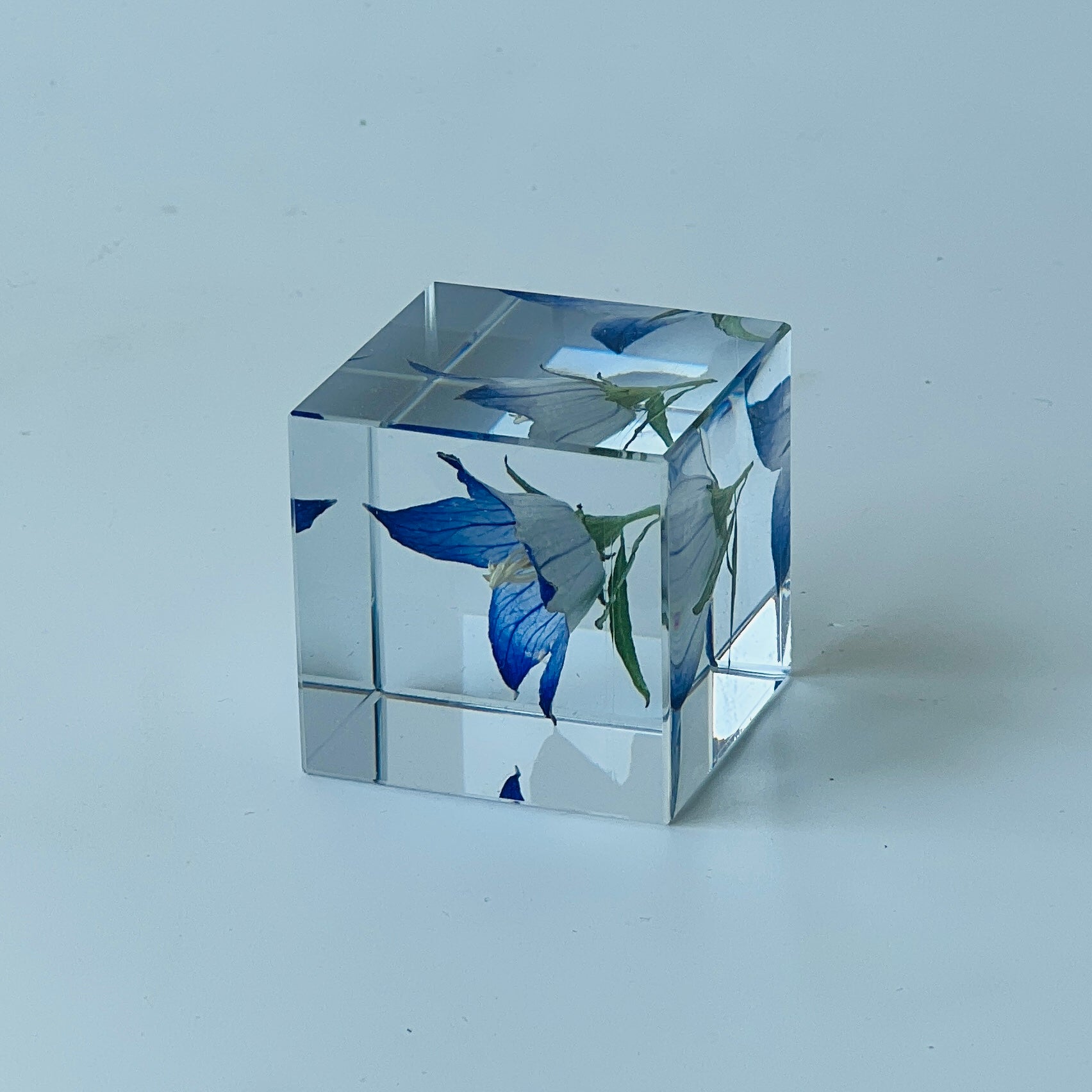 Preserved blue bellflower encased in a clear resin cube, showcasing its vibrant hues and delicate details. Ideal for adding an elegant and serene decorative touch to any home or office space.