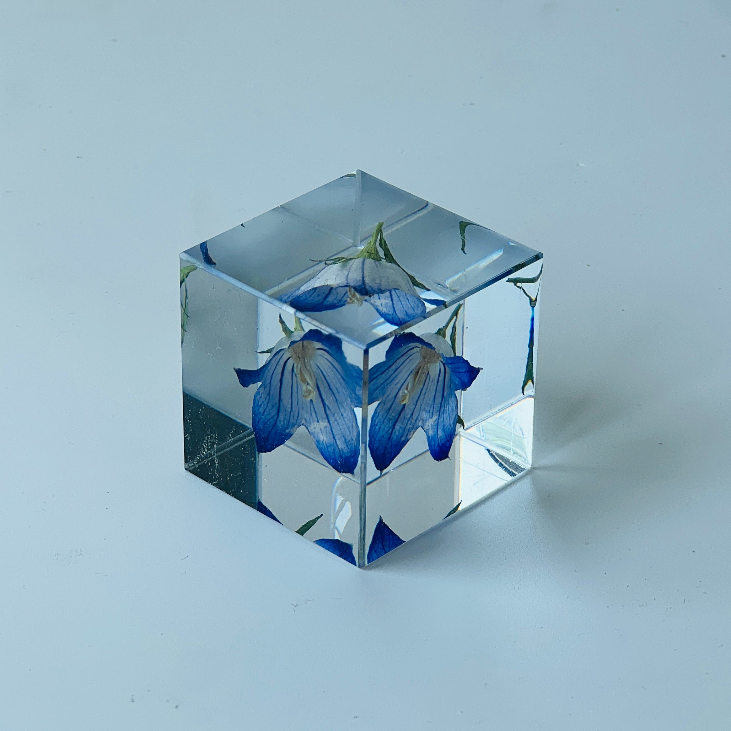 Preserved blue bellflower encased in a clear resin cube, showcasing its vibrant hues and delicate details. Ideal for adding an elegant and serene decorative touch to any home or office space.