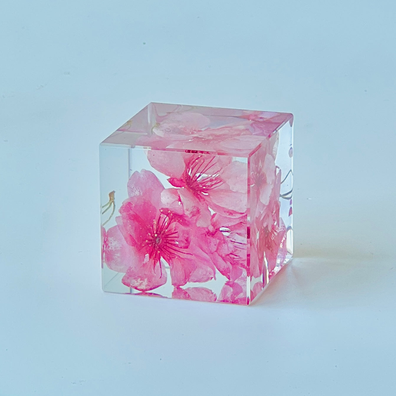 Preserved cherry blossom encased in a clear resin cube, showcasing its vibrant hues and intricate details. Ideal as a timeless decor piece or a unique gift, perfect for adding a serene touch to any space.