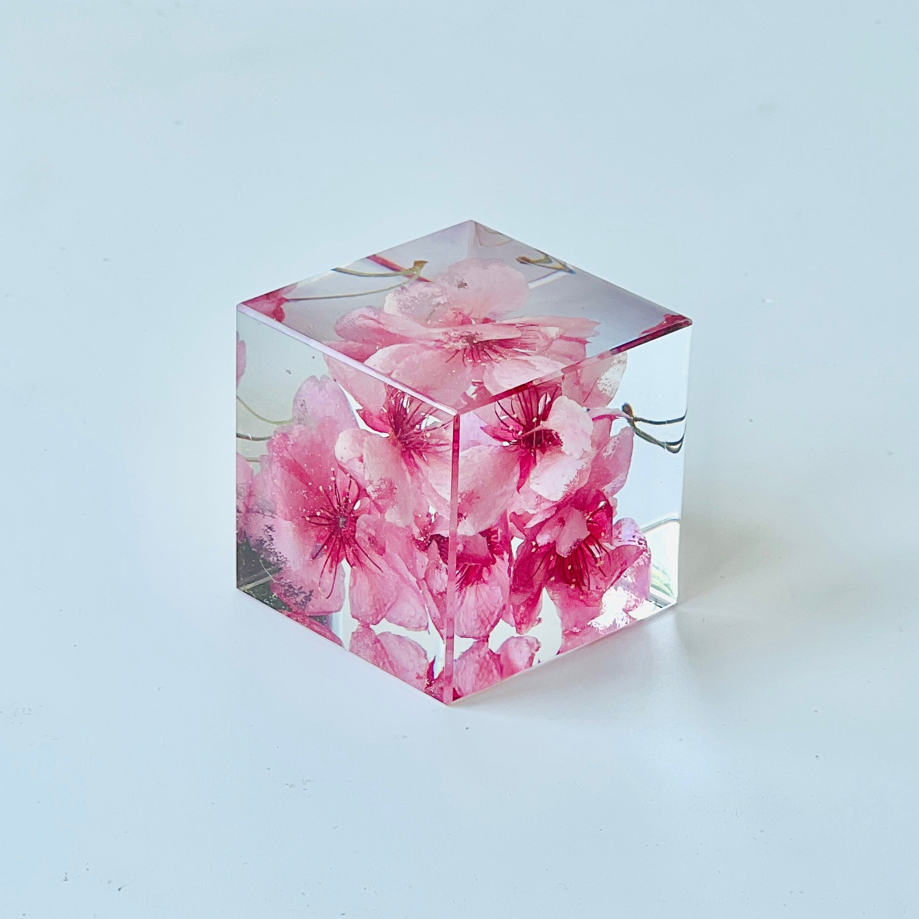 Preserved cherry blossom encased in a clear resin cube, showcasing its vibrant hues and intricate details. Ideal as a timeless decor piece or a unique gift, perfect for adding a serene touch to any space.