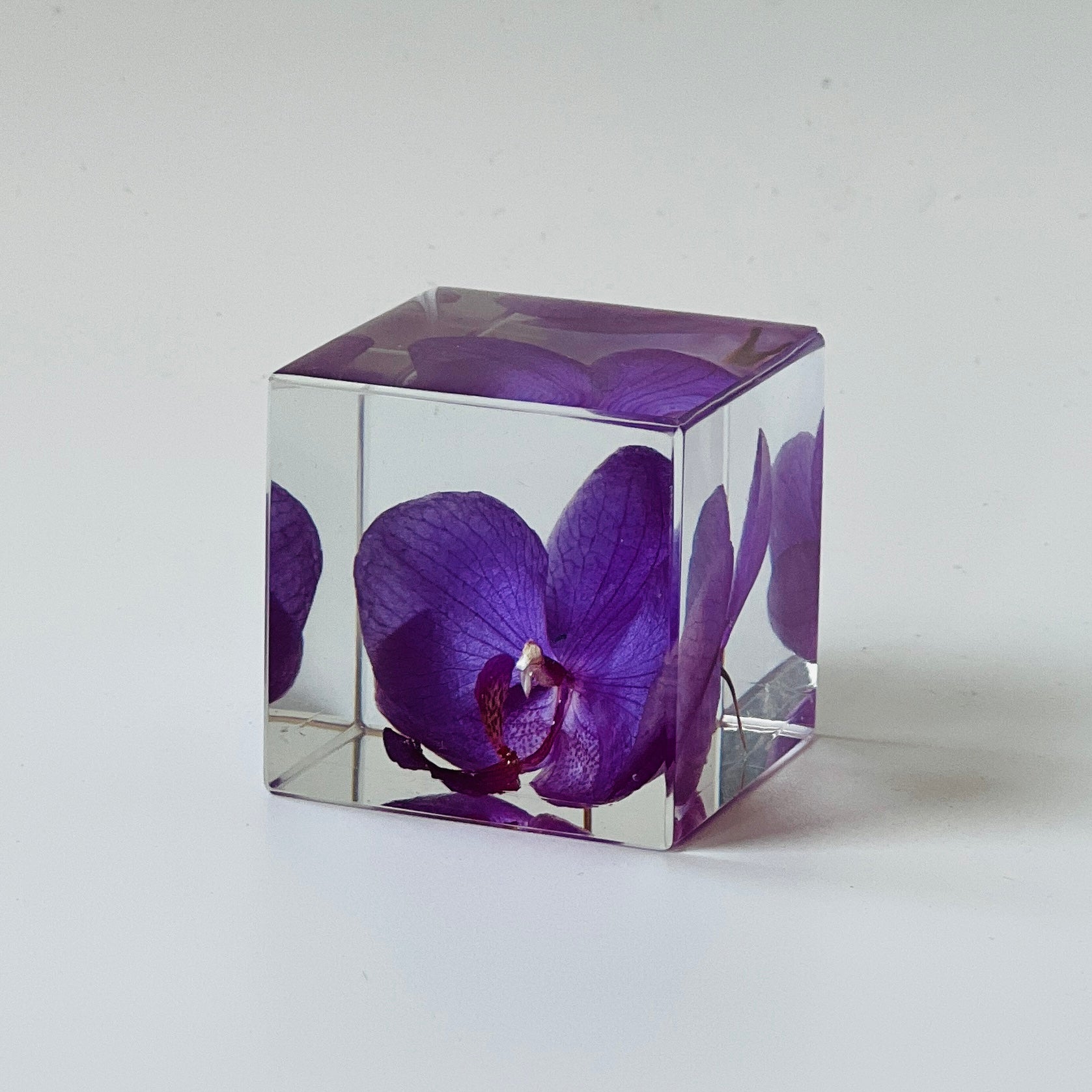 Preserved phalaenopsis blossom encased in a clear resin cube, showcasing vibrant hues and intricate details. A unique decor piece, ideal for gifting or adding serene beauty to any space.