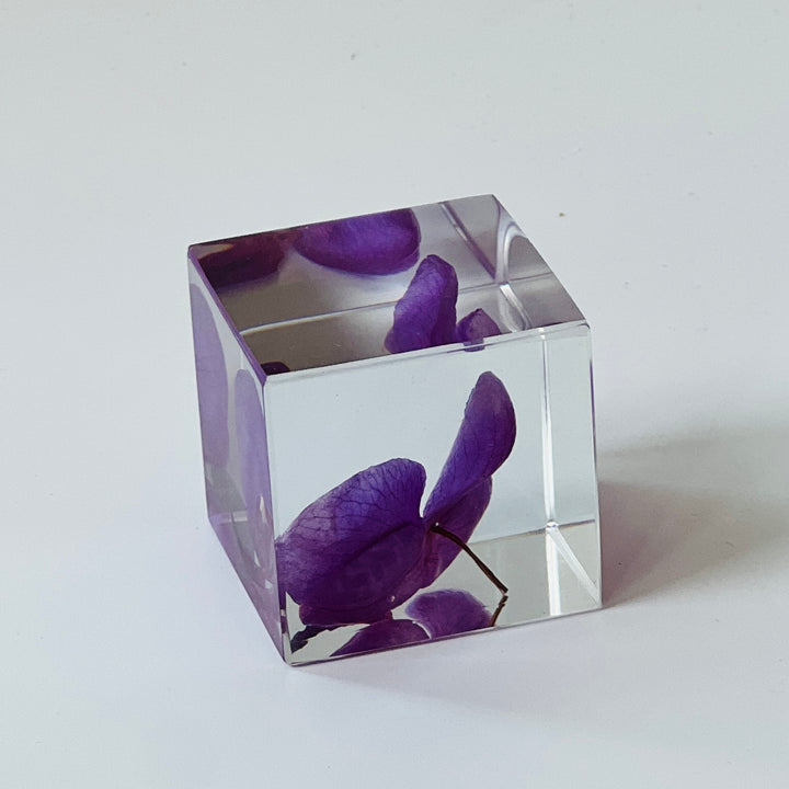 Solo Cube - Phalaenopsis
