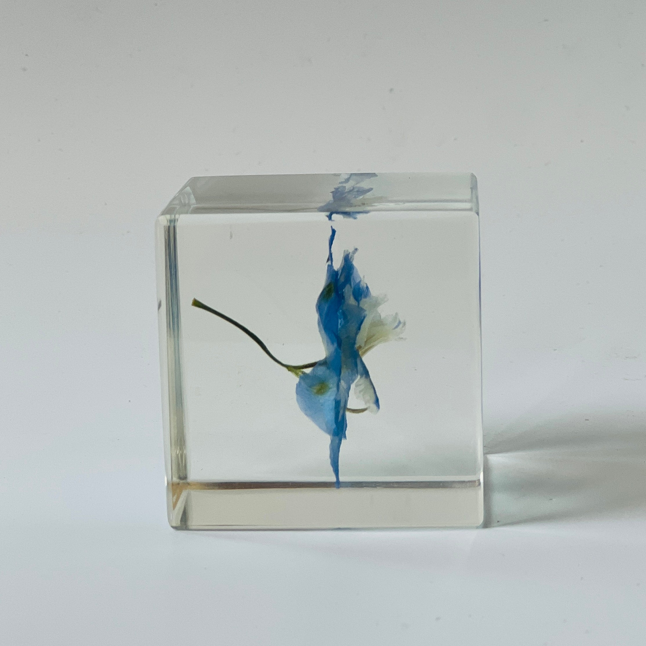 Preserved blue delphinium encased in a clear resin cube, showcasing vibrant colors and intricate details. A timeless decor piece, perfect for gifting or adding serene beauty to any space.