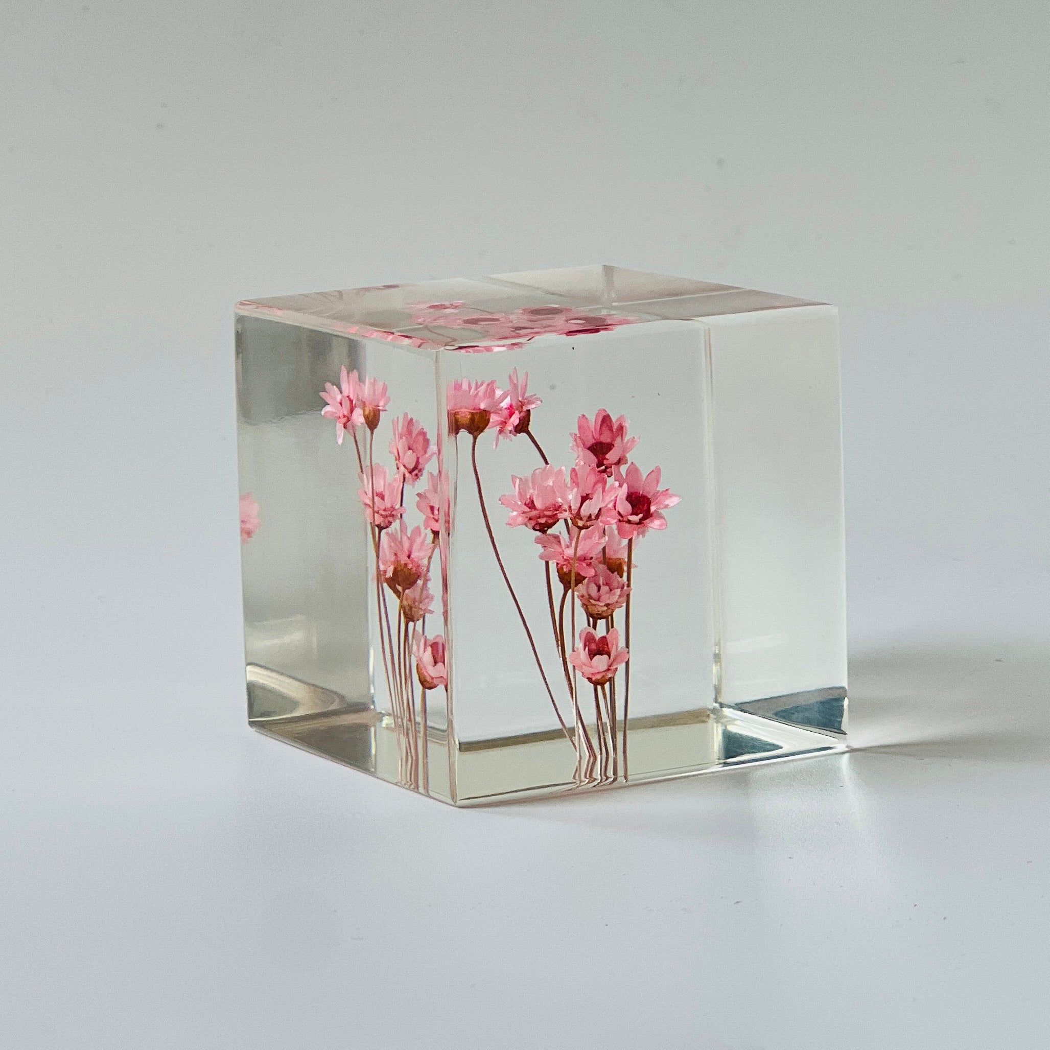 Preserved pink daisy in a Sola Cube, highlighting vibrant colors and fine details in a clear resin cube. Perfect for gifting or decorating, adding timeless natural beauty to any space.