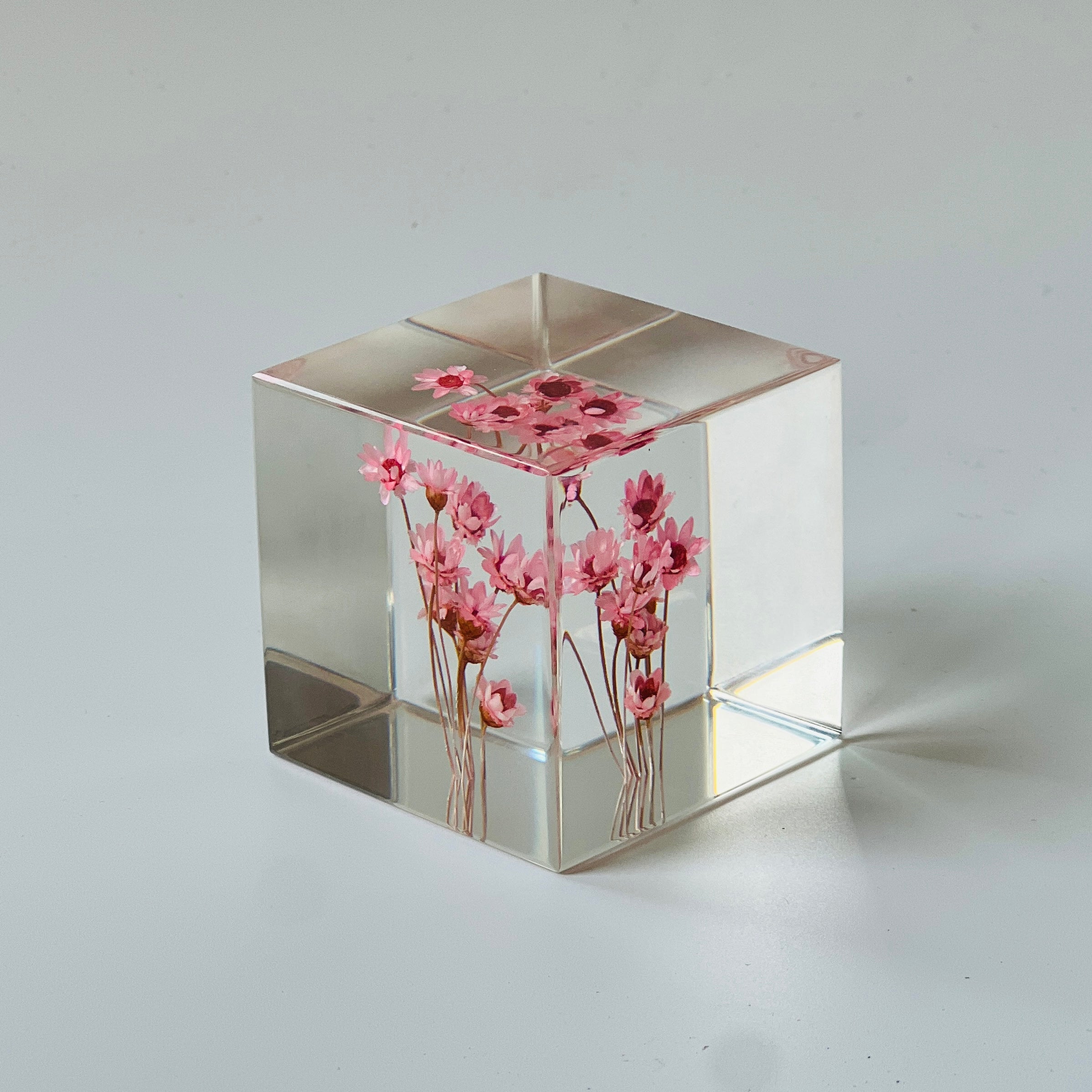 Preserved pink daisy in a Sola Cube, highlighting vibrant colors and fine details in a clear resin cube. Perfect for gifting or decorating, adding timeless natural beauty to any space.