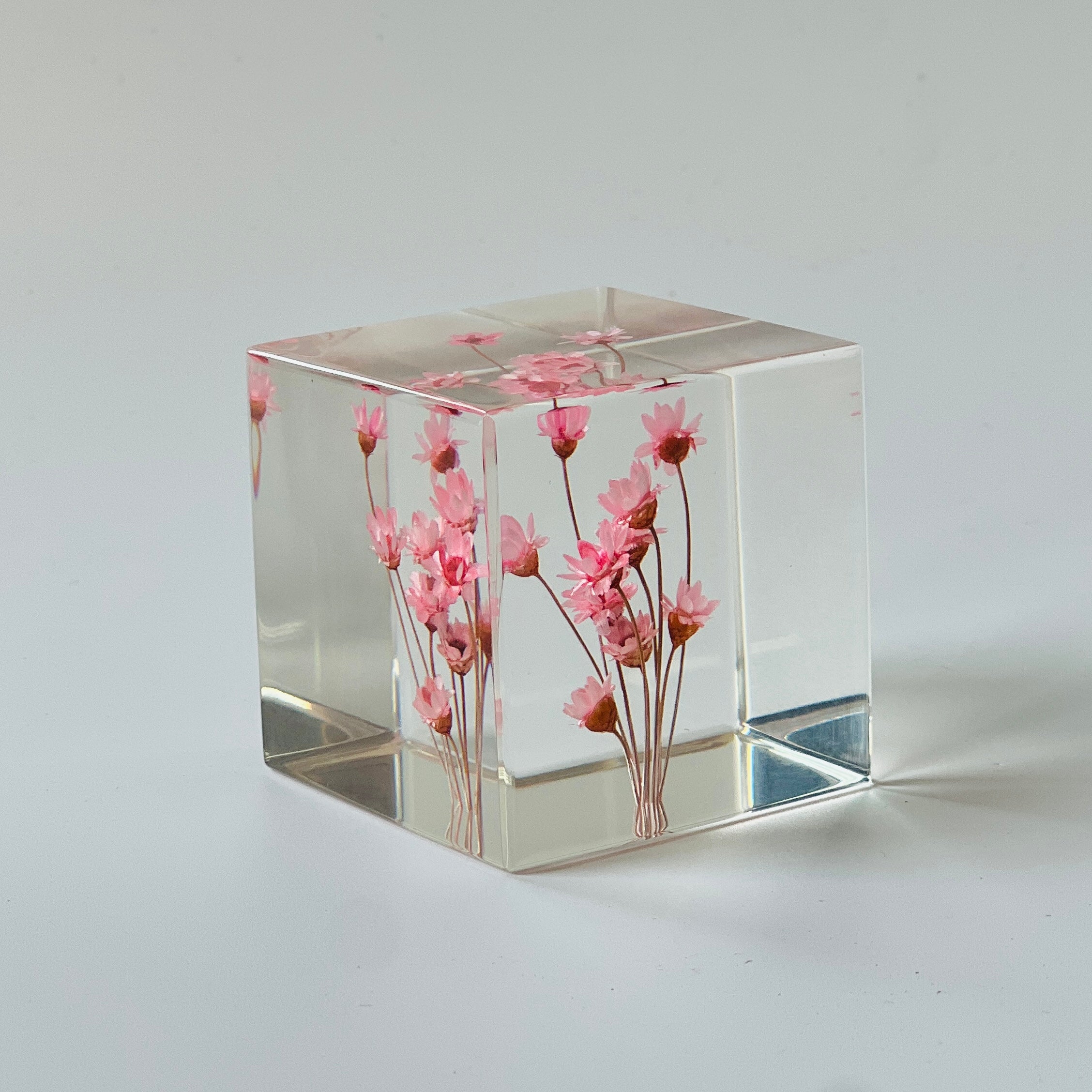 Preserved pink daisy in a Sola Cube, highlighting vibrant colors and fine details in a clear resin cube. Perfect for gifting or decorating, adding timeless natural beauty to any space.