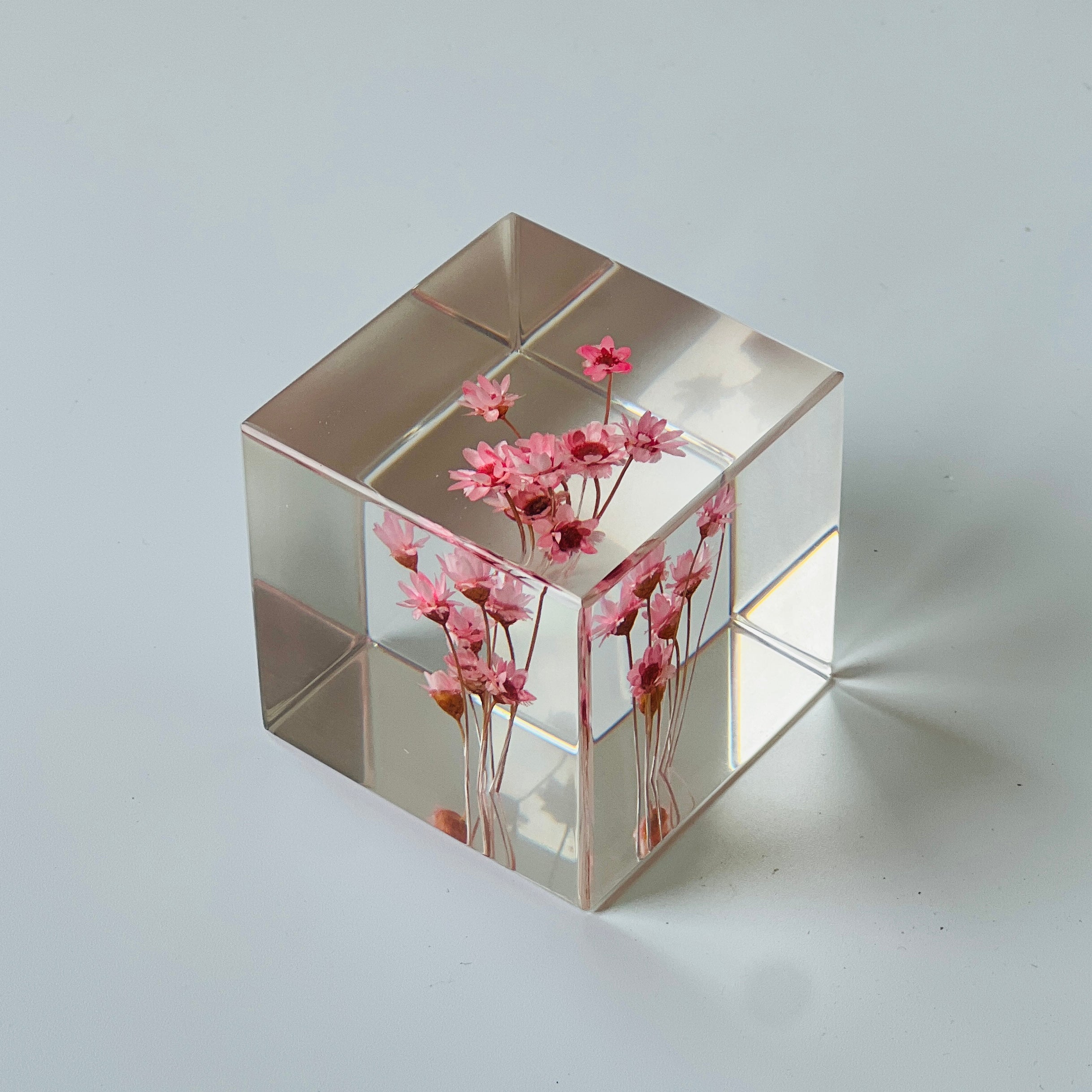 Preserved pink daisy in a Sola Cube, highlighting vibrant colors and fine details in a clear resin cube. Perfect for gifting or decorating, adding timeless natural beauty to any space.