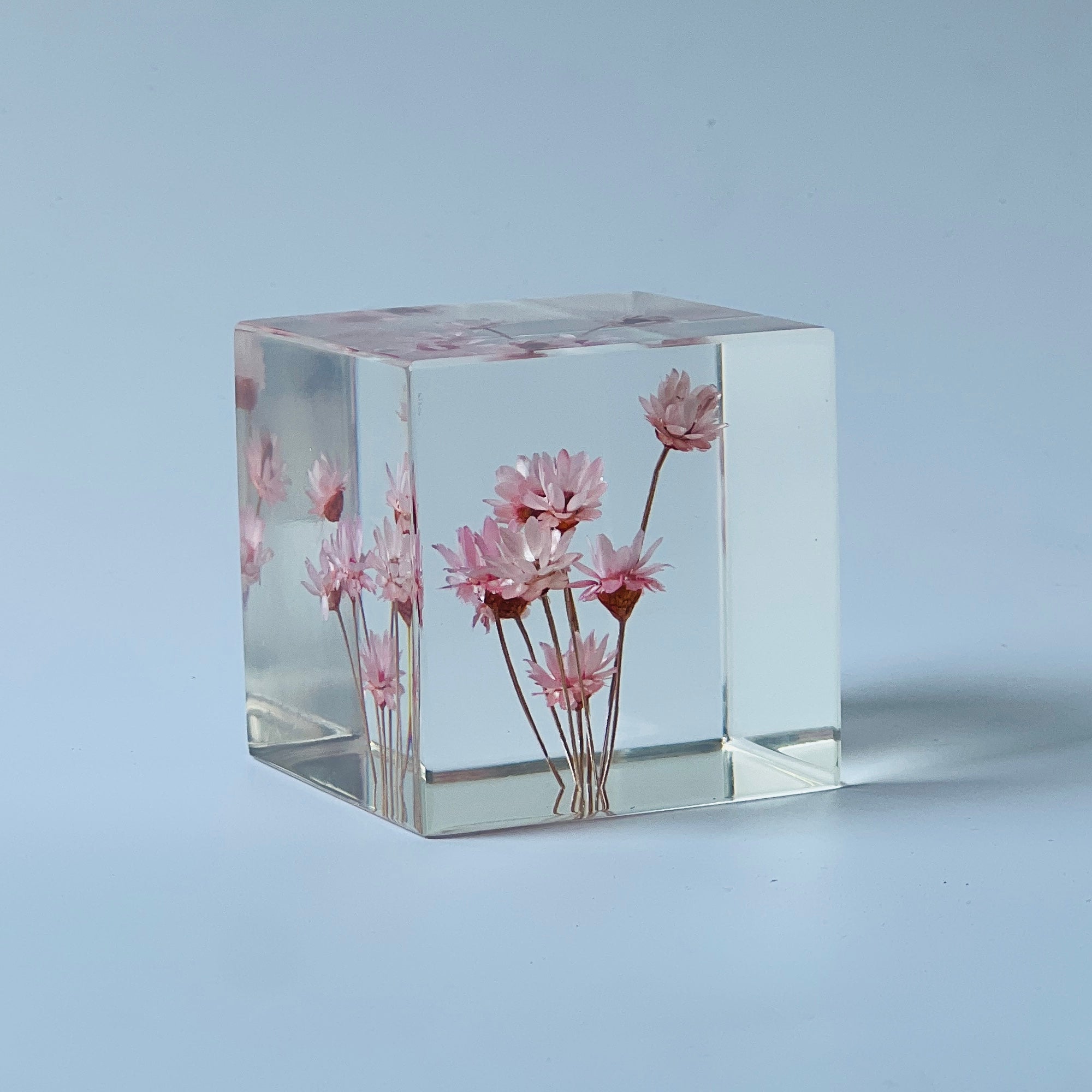 The Sola Cube features a preserved pink daisy encased in clear resin, capturing its vibrant hue and intricate details. A perfect eternity flower piece, ideal for adding natural elegance to any space or gifting on special occasions.