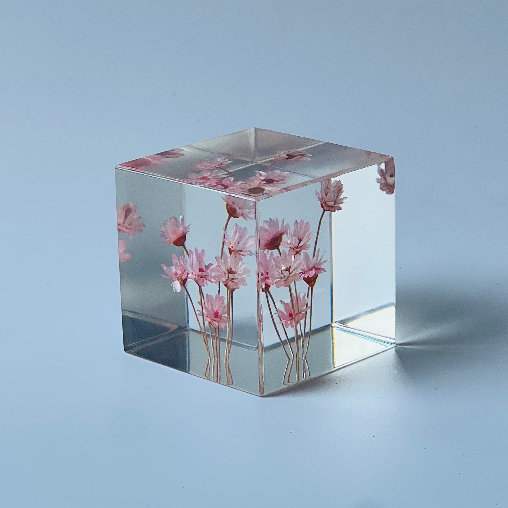 The Sola Cube features a preserved pink daisy encased in clear resin, capturing its vibrant hue and intricate details. A perfect eternity flower piece, ideal for adding natural elegance to any space or gifting on special occasions.