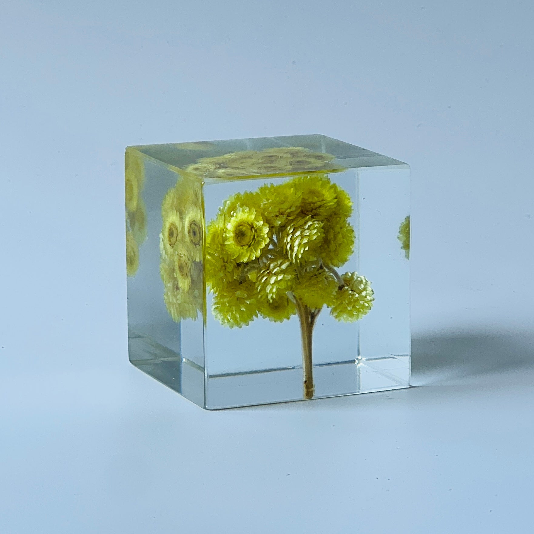 The Sola Cube features a preserved chrysanths flower encased in clear resin, highlighting the vibrant hues and intricate details from every angle. A perfect eternity flower gift for adding a natural, serene touch to any decor or as a thoughtful gesture for special occasions.