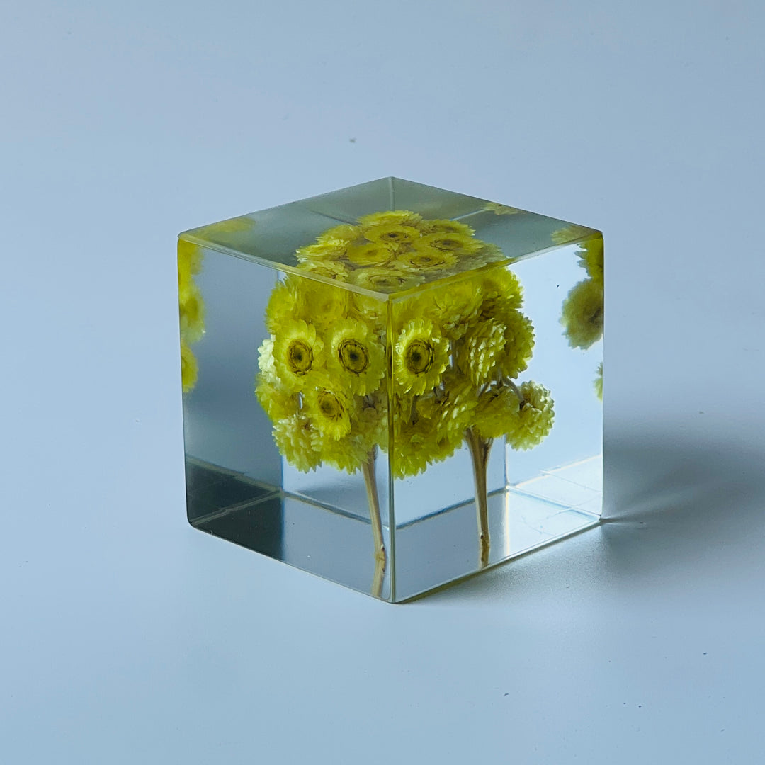 Solo Cube - Chrysanths