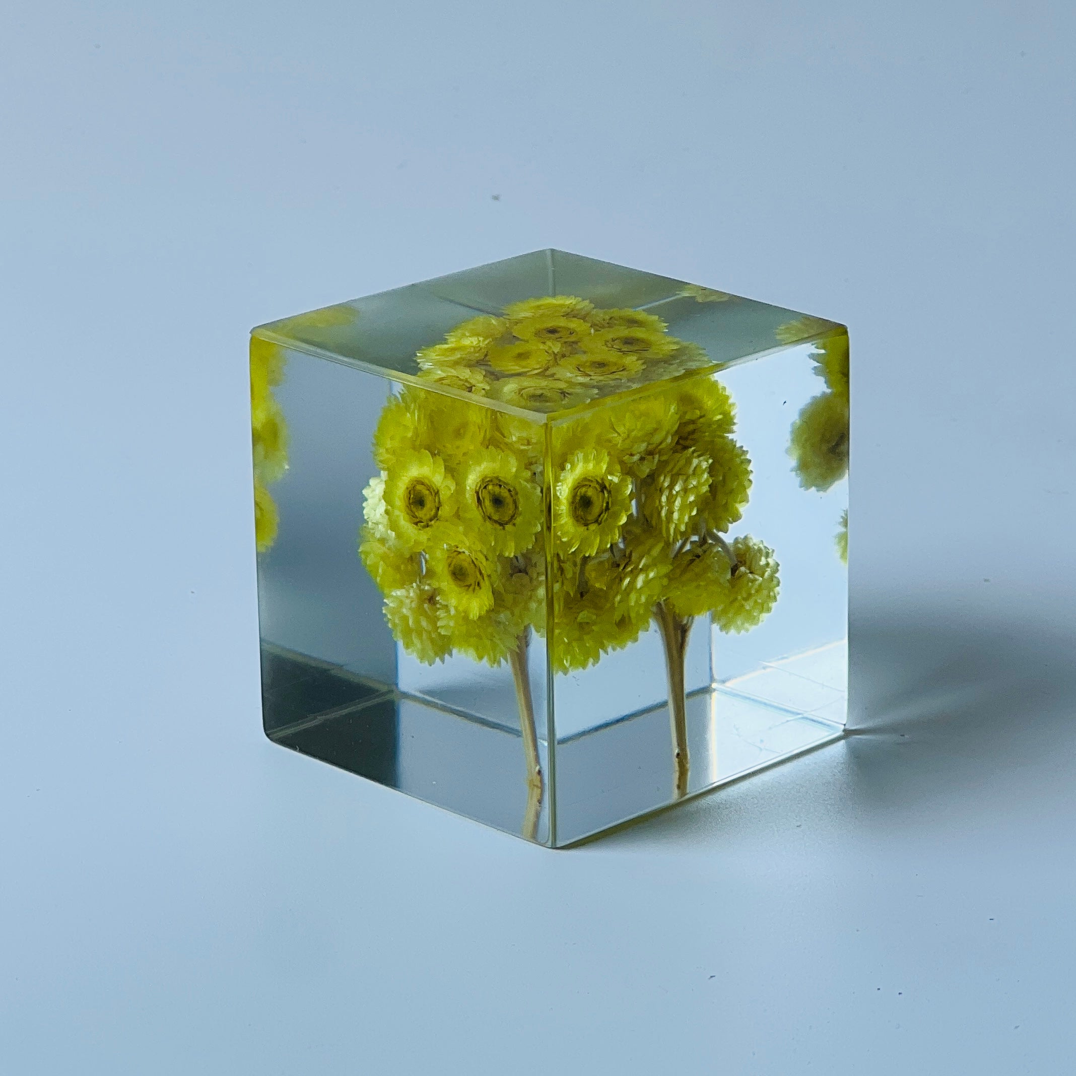 The Sola Cube features a preserved chrysanths flower encased in clear resin, highlighting the vibrant hues and intricate details from every angle. A perfect eternity flower gift for adding a natural, serene touch to any decor or as a thoughtful gesture for special occasions.