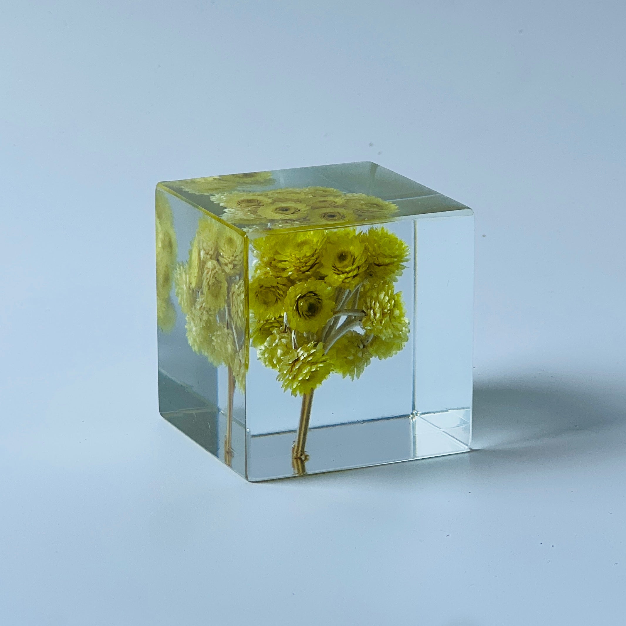 The Sola Cube features a preserved chrysanths flower encased in clear resin, highlighting the vibrant hues and intricate details from every angle. A perfect eternity flower gift for adding a natural, serene touch to any decor or as a thoughtful gesture for special occasions.