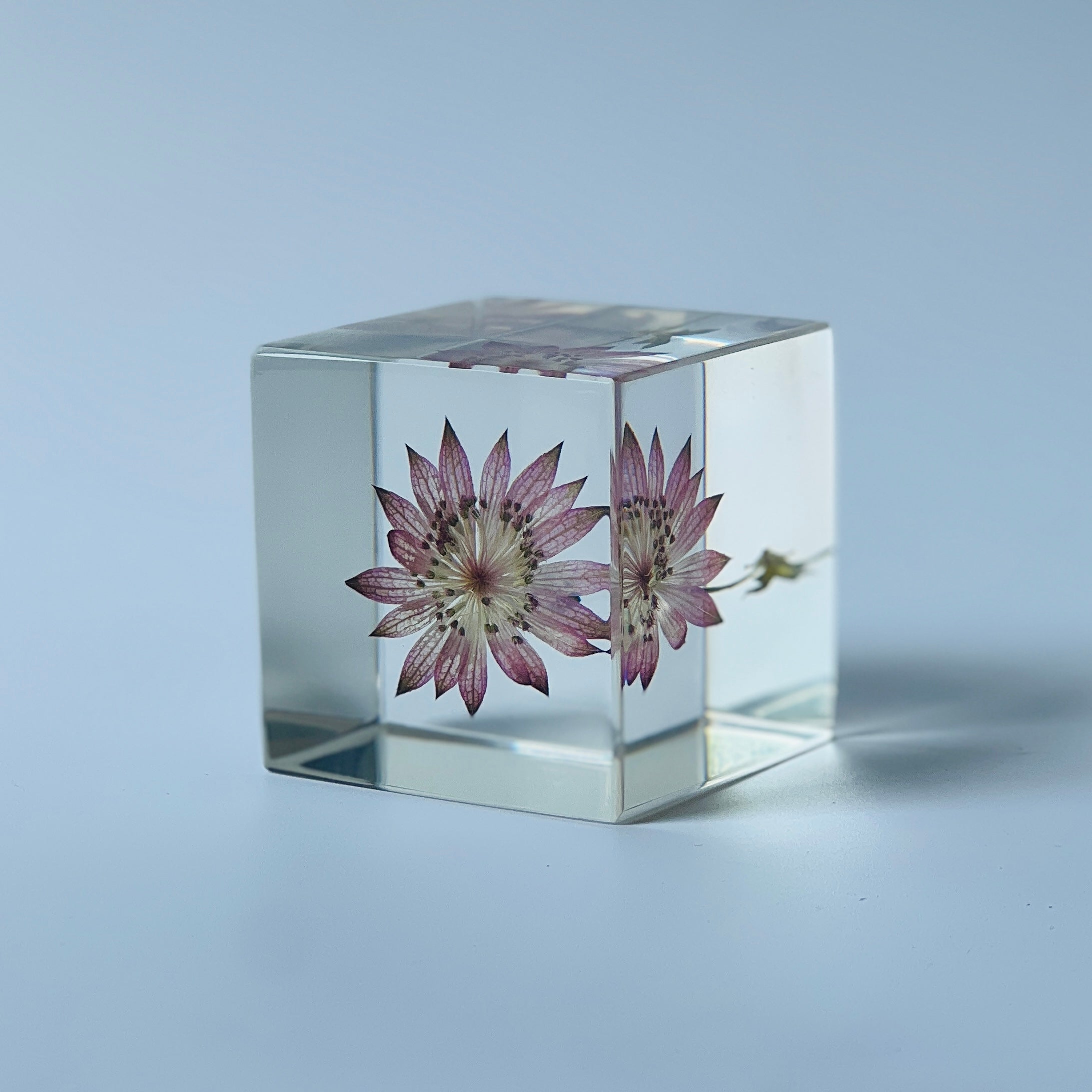 The Sola Cube features a preserved astrantia major flower encased in clear resin, offering a 360-degree view of its intricate beauty. This elegant eternity flower piece is perfect for adding a serene touch to any decor or as a thoughtful gift for special occasions.