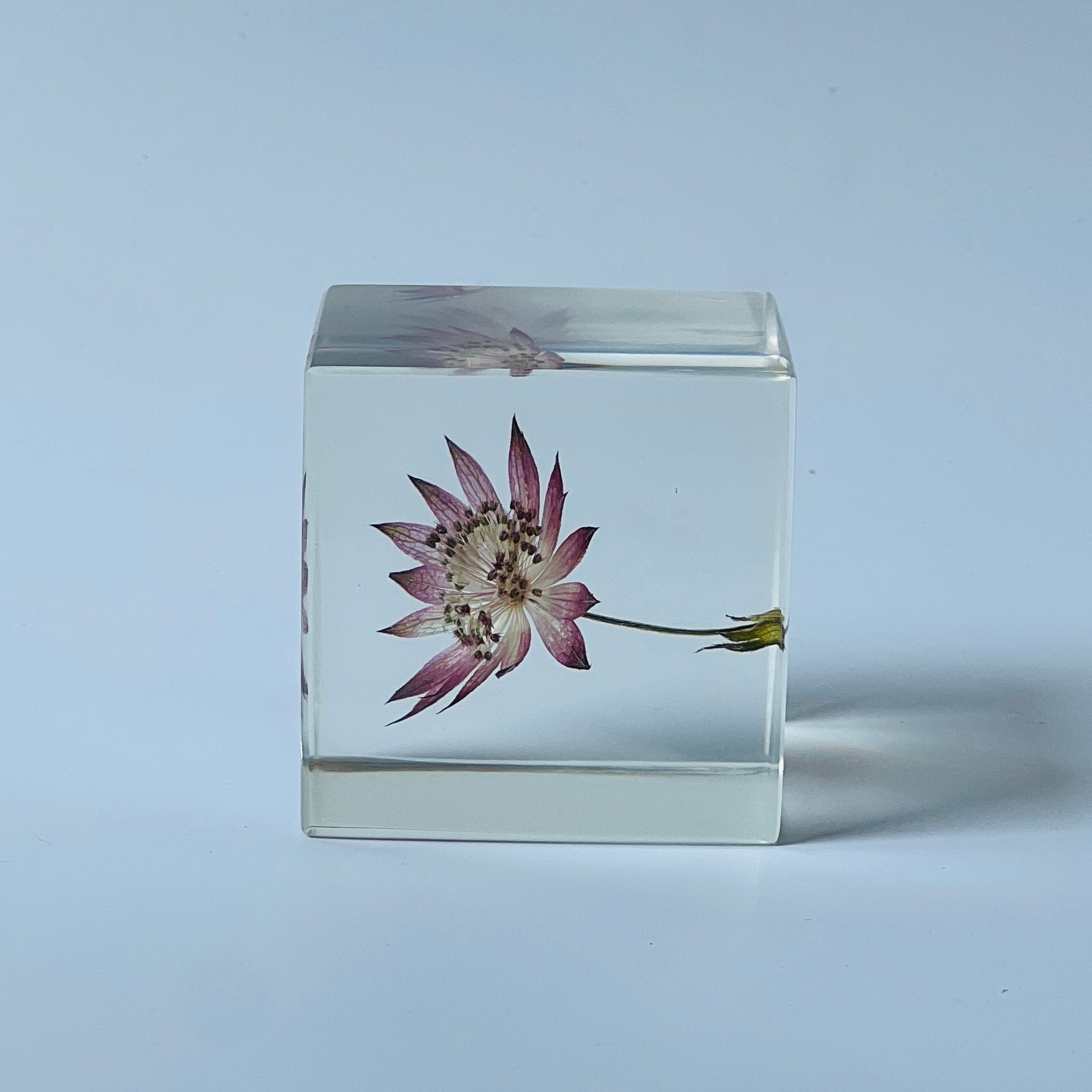 The Sola Cube features a preserved astrantia major flower encased in clear resin, offering a 360-degree view of its intricate beauty. This elegant eternity flower piece is perfect for adding a serene touch to any decor or as a thoughtful gift for special occasions.