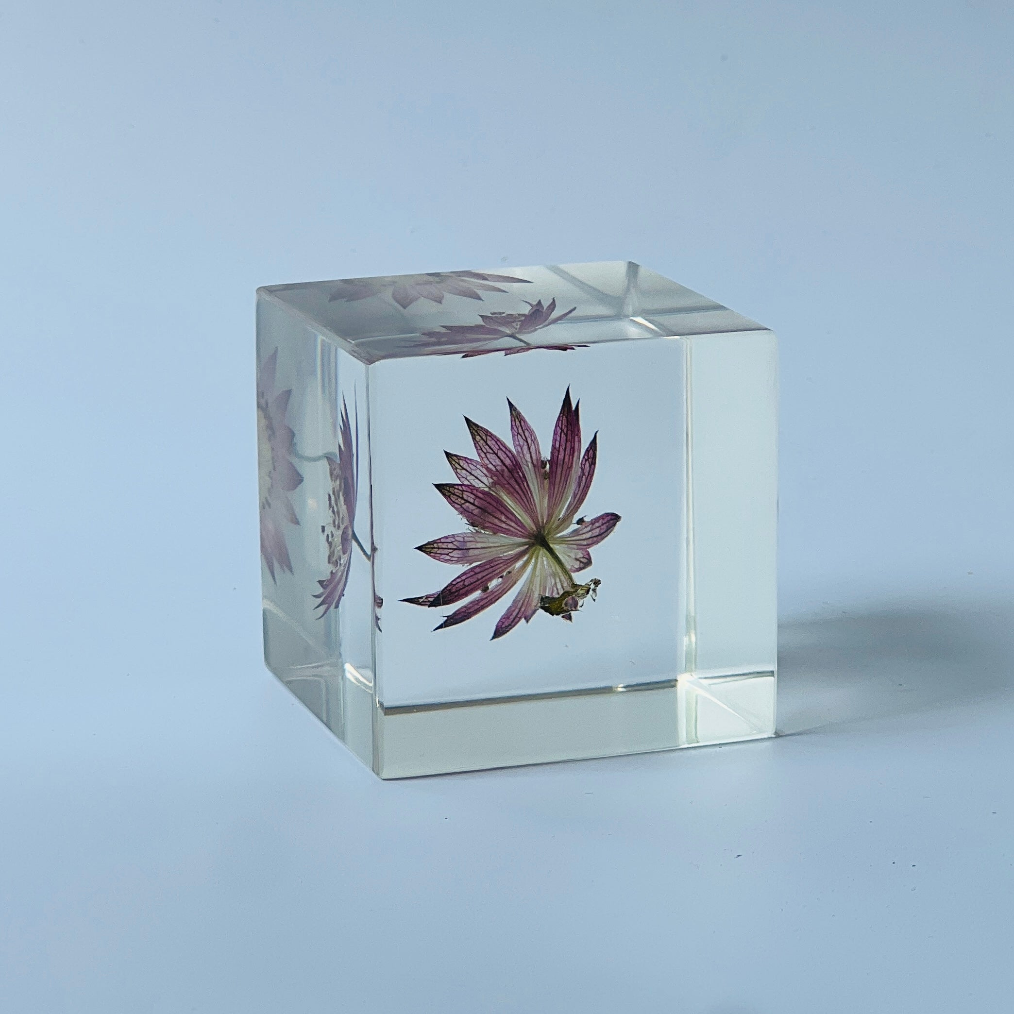 The Sola Cube features a preserved astrantia major flower encased in clear resin, offering a 360-degree view of its intricate beauty. This elegant eternity flower piece is perfect for adding a serene touch to any decor or as a thoughtful gift for special occasions.