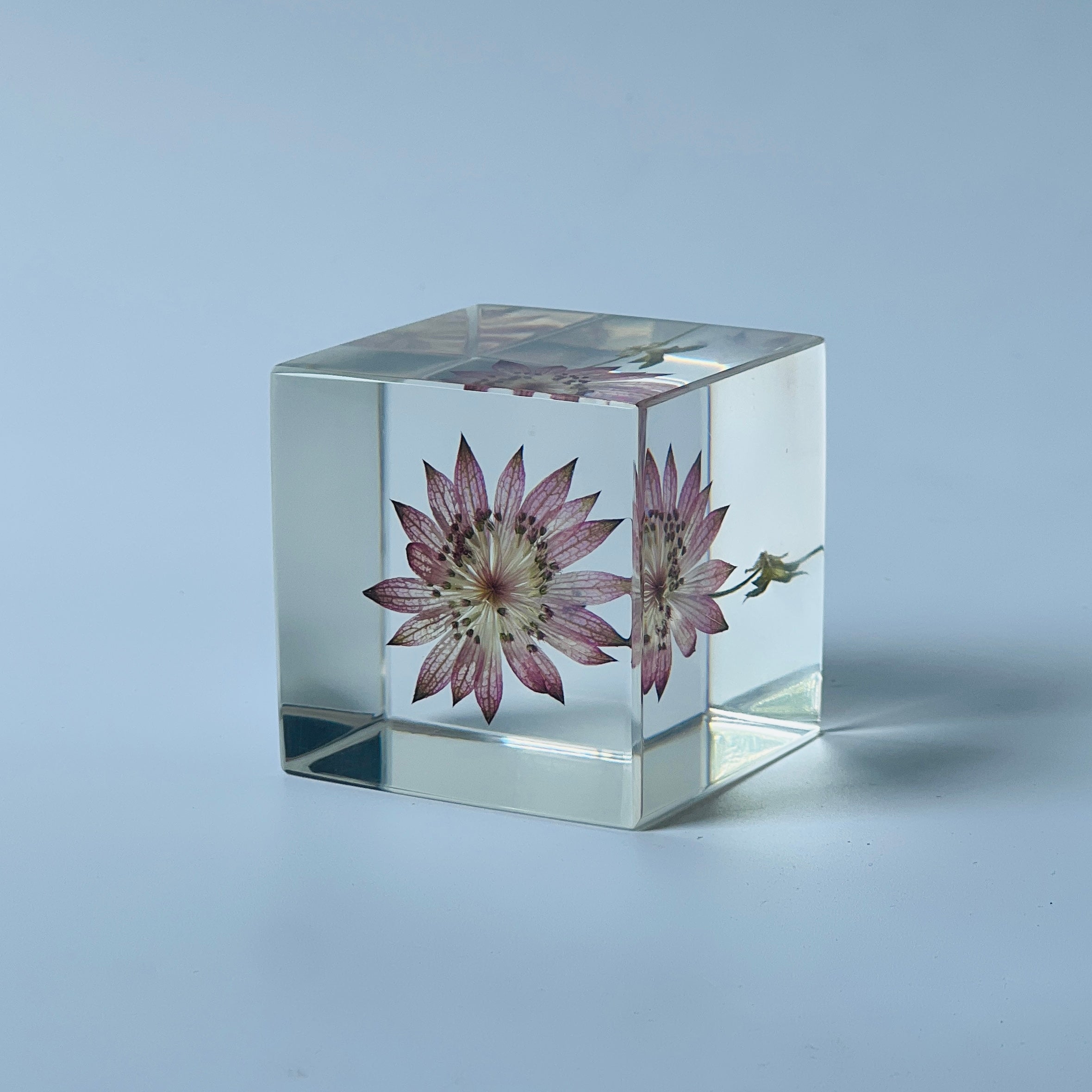 The Sola Cube features a preserved astrantia major flower encased in clear resin, offering a 360-degree view of its intricate beauty. This elegant eternity flower piece is perfect for adding a serene touch to any decor or as a thoughtful gift for special occasions.