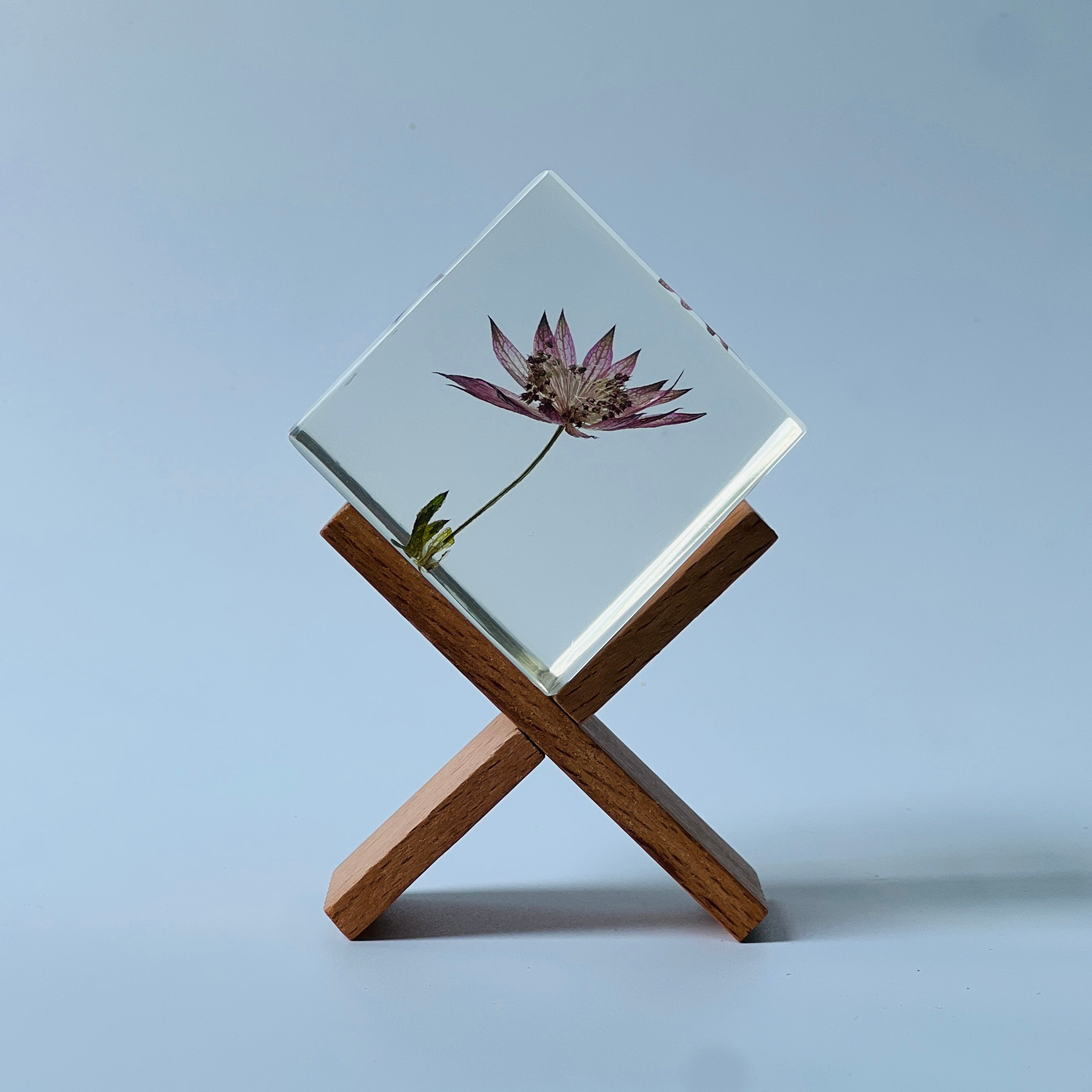 The Sola Cube features a preserved astrantia major flower encased in clear resin, offering a 360-degree view of its intricate beauty. This elegant eternity flower piece is perfect for adding a serene touch to any decor or as a thoughtful gift for special occasions.