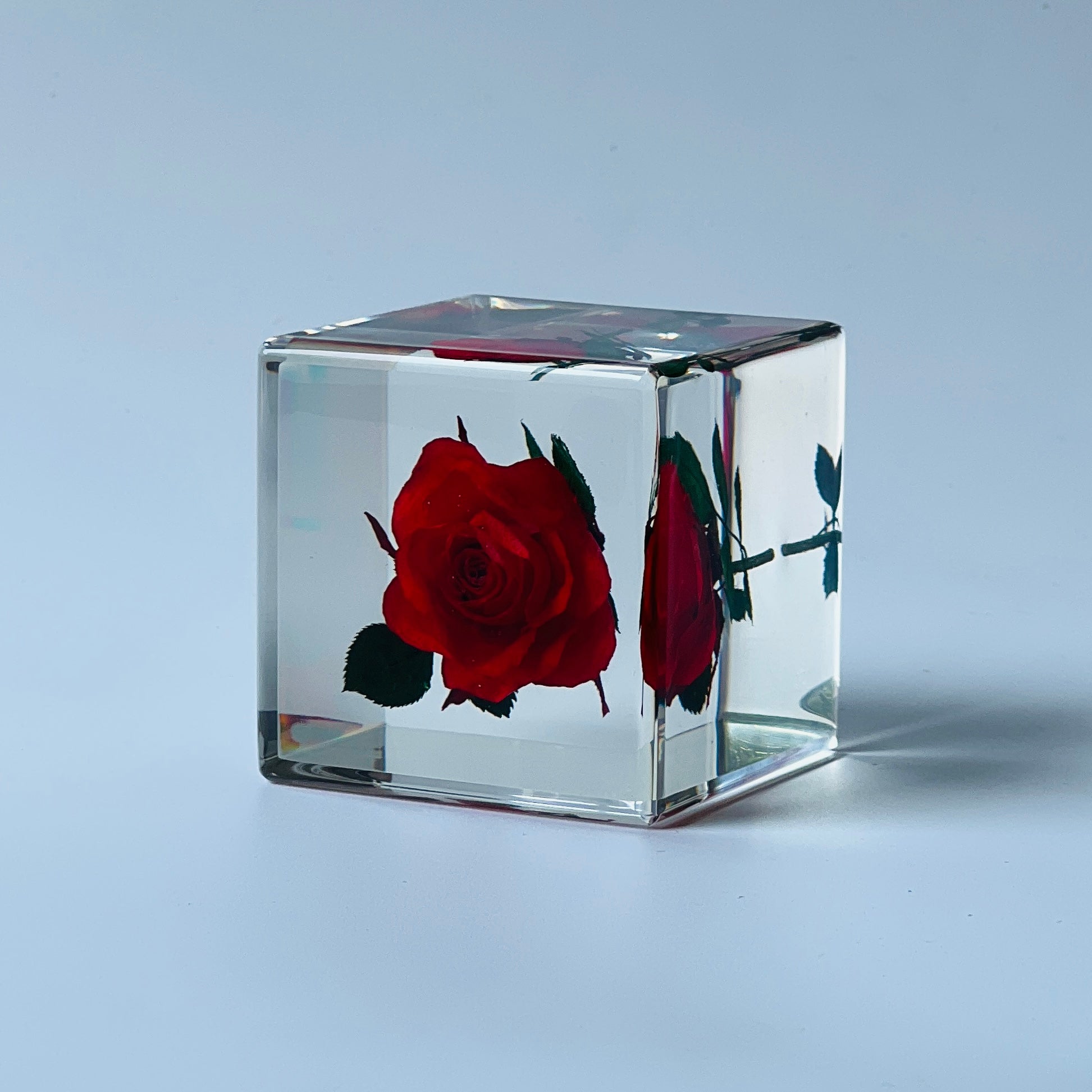 The Sola Cube features a preserved red rose encased in clear resin, showcasing the flower's vibrant hue and intricate details. This unique eternity rose piece is perfect for adding natural beauty to any decor or gifting on special occasions.