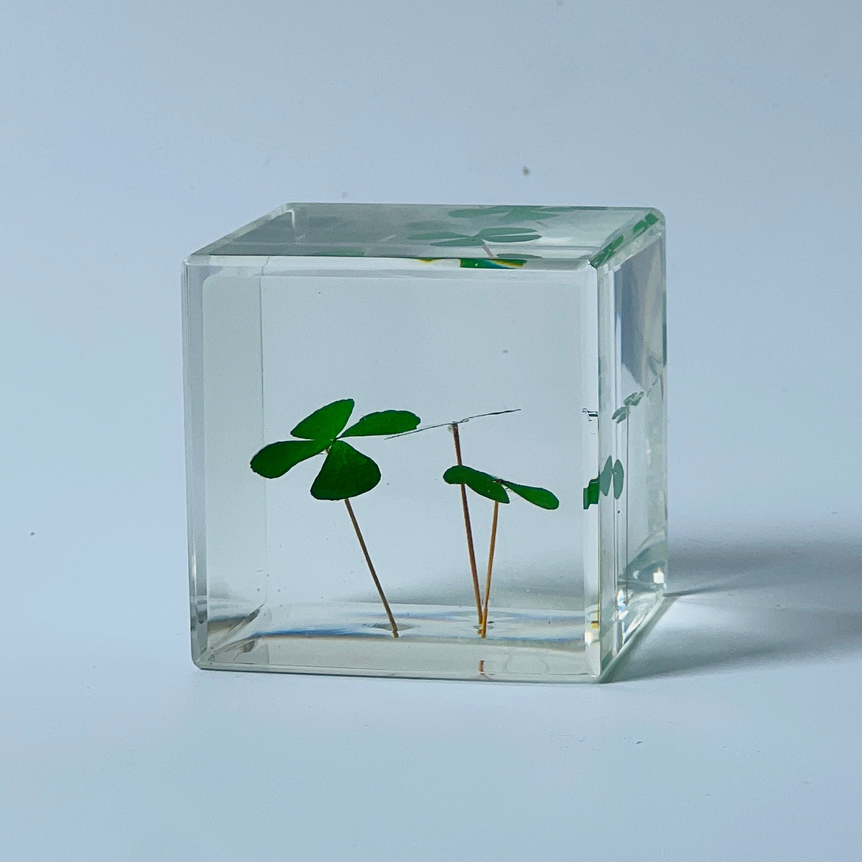 The Sola Cube features a beautifully preserved clover encased in clear resin, offering a 360-degree view of its intricate details. This unique eternity flower piece is perfect for adding a natural touch to any decor or gifting on special occasions.