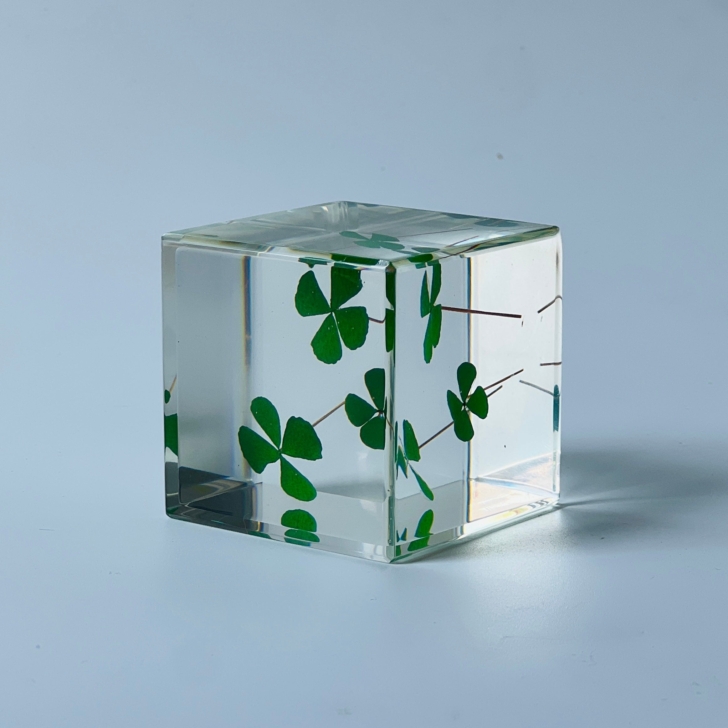 The Sola Cube features a beautifully preserved clover encased in clear resin, offering a 360-degree view of its intricate details. This unique eternity flower piece is perfect for adding a natural touch to any decor or gifting on special occasions.