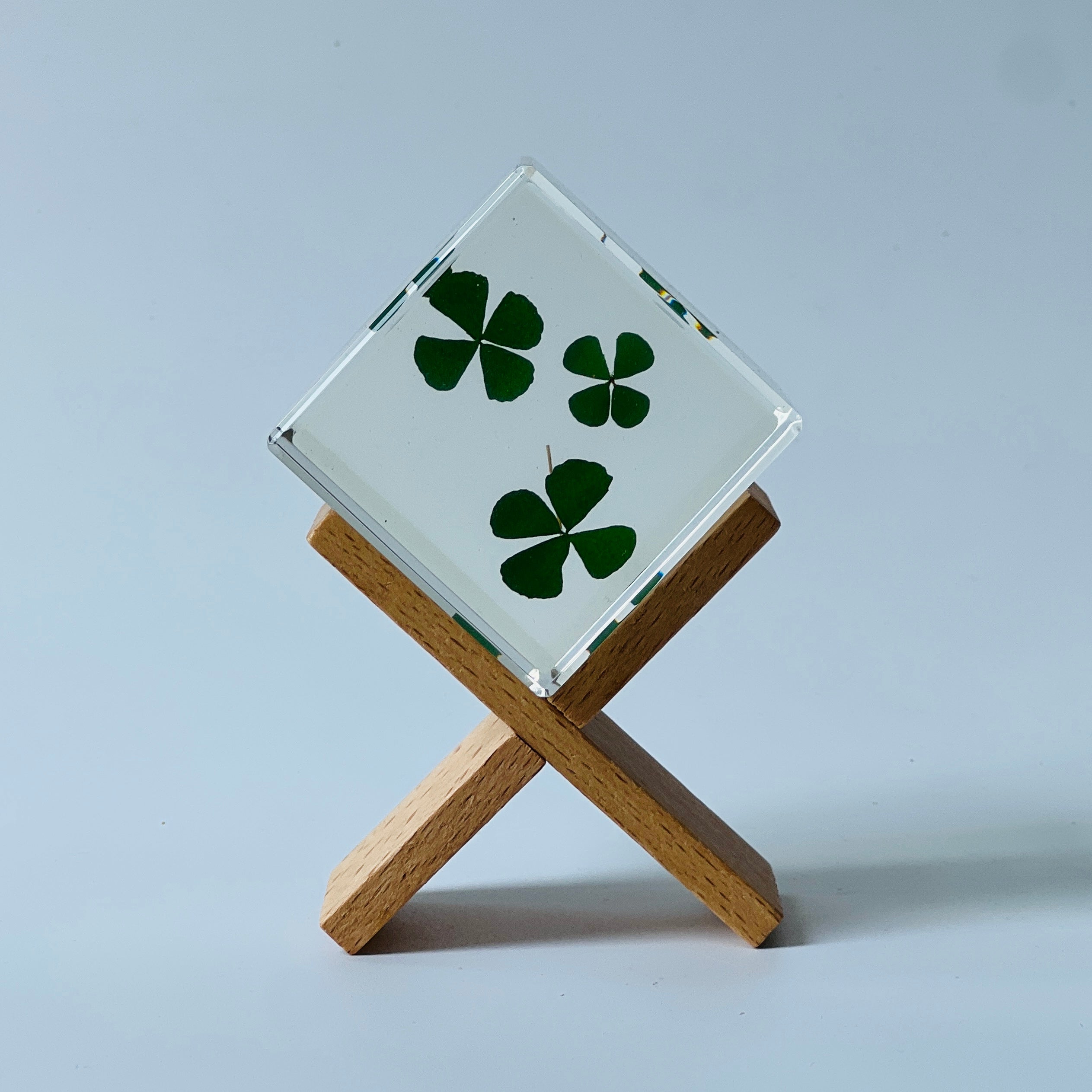 The Sola Cube features a beautifully preserved clover encased in clear resin, offering a 360-degree view of its intricate details. This unique eternity flower piece is perfect for adding a natural touch to any decor or gifting on special occasions.