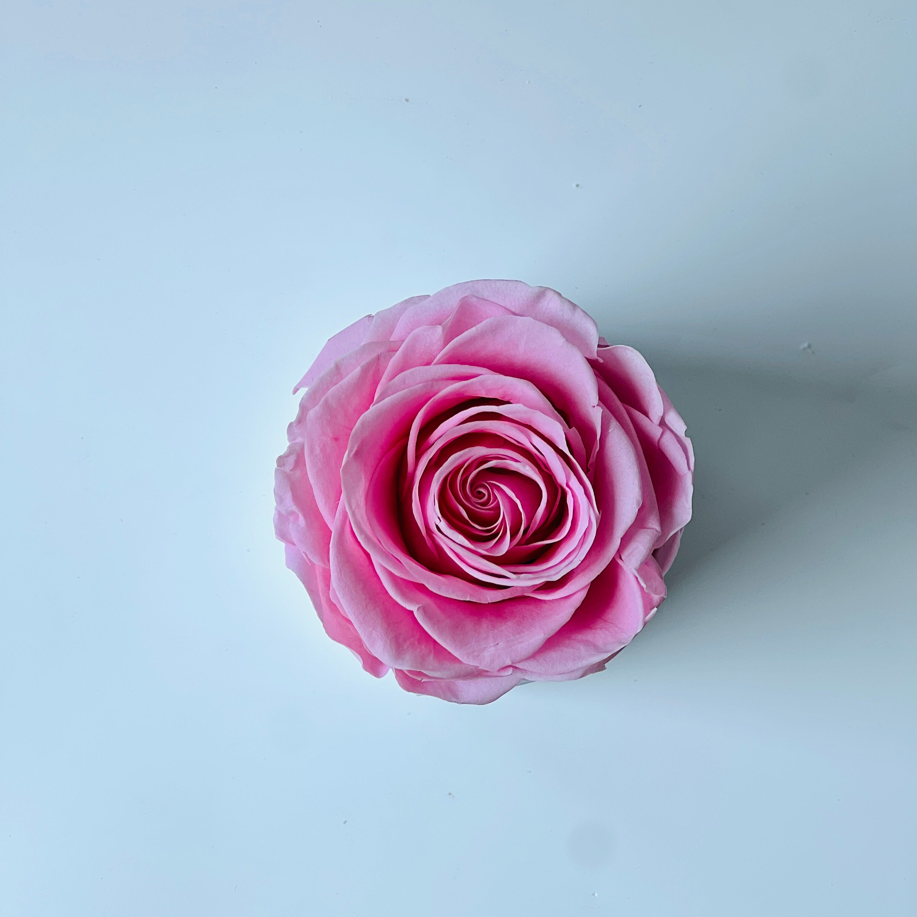 The Solo Blush preserved flower arrangement features a single elegant pink rose, encased in a sleek white box. This timeless eternity rose gift is perfect for adding a touch of sophistication and lasting beauty to any space.