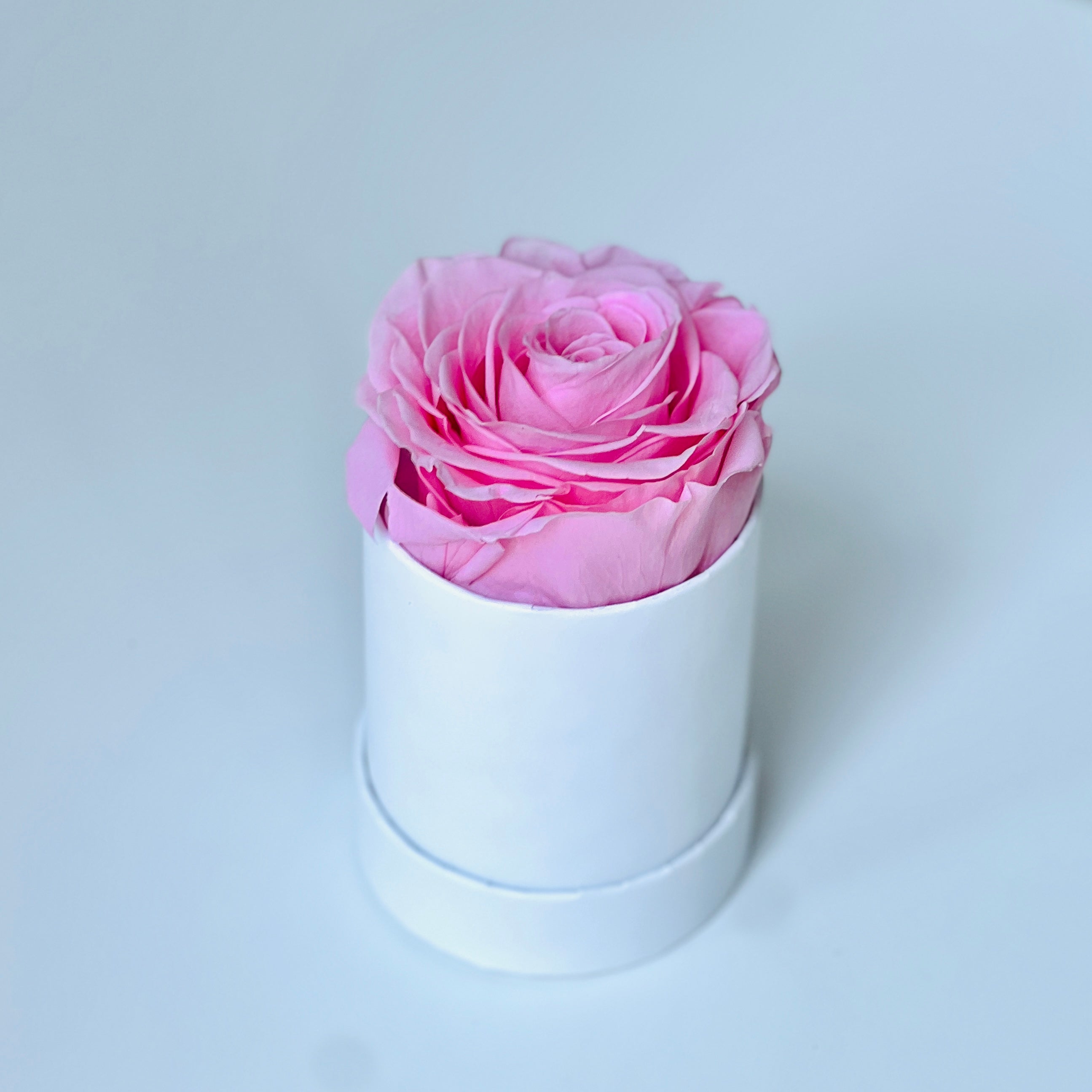 The Solo Blush preserved flower arrangement features a single elegant pink rose, encased in a sleek white box. This timeless eternity rose gift is perfect for adding a touch of sophistication and lasting beauty to any space.