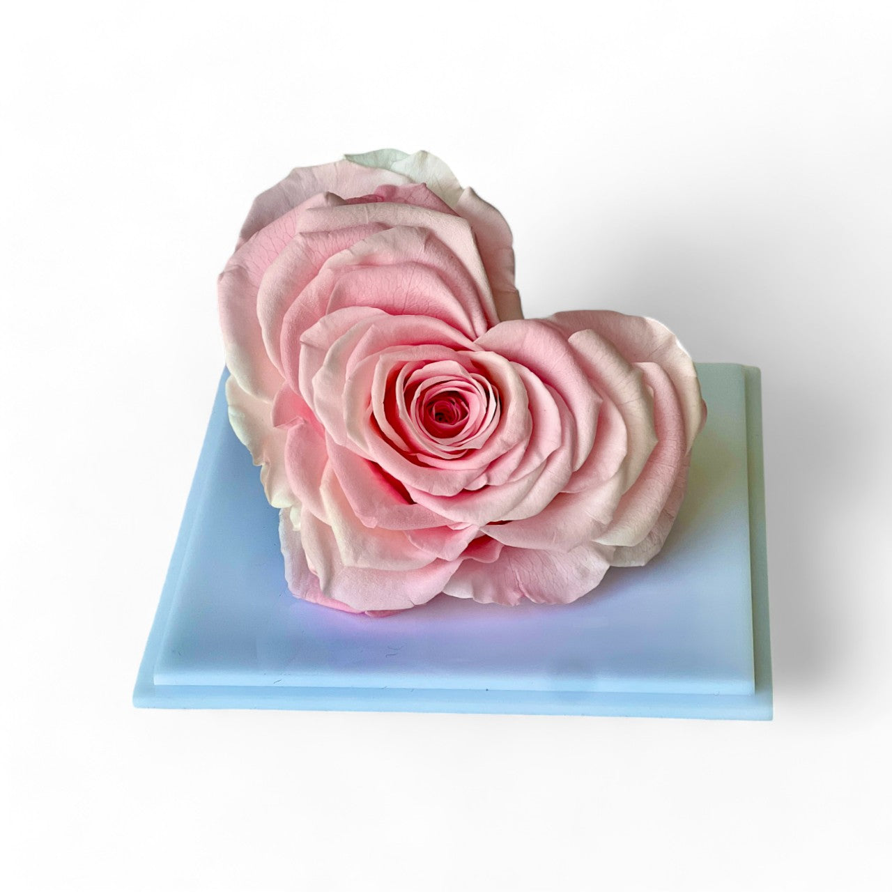 Solitary Splendor featuring a single heart-shaped preserved pink rose in an elegant acrylic box with a glass mirror bottom. A timeless eternity rose gift for expressing love, admiration, or gratitude.