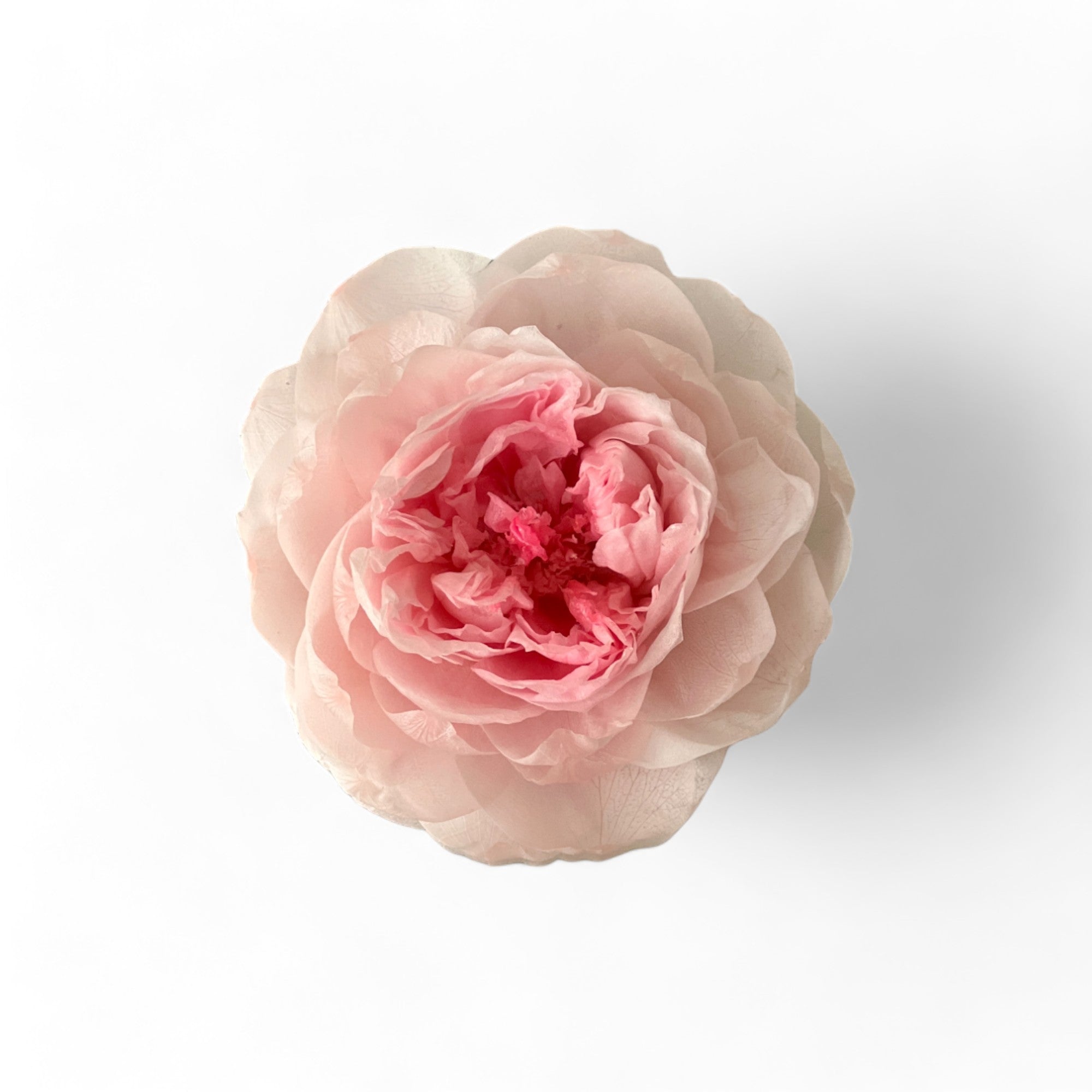 Solitary Splendor featuring a single preserved pink peony in an acrylic box with a glass mirror bottom. A graceful eternity flower gift perfect for expressing love, admiration, or gratitude.