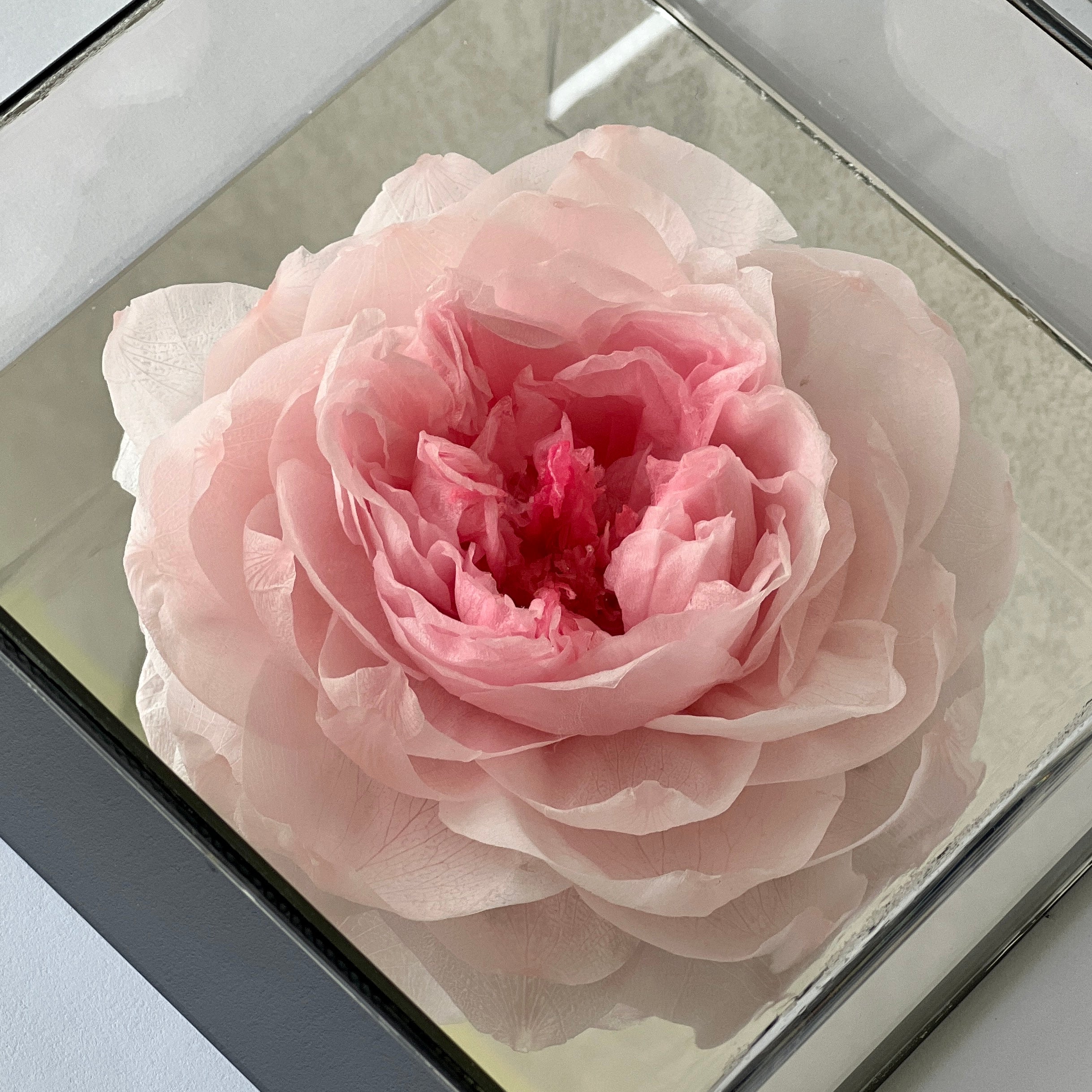 Solitary Splendor featuring a single preserved pink peony in an acrylic box with a glass mirror bottom. A graceful eternity flower gift perfect for expressing love, admiration, or gratitude.