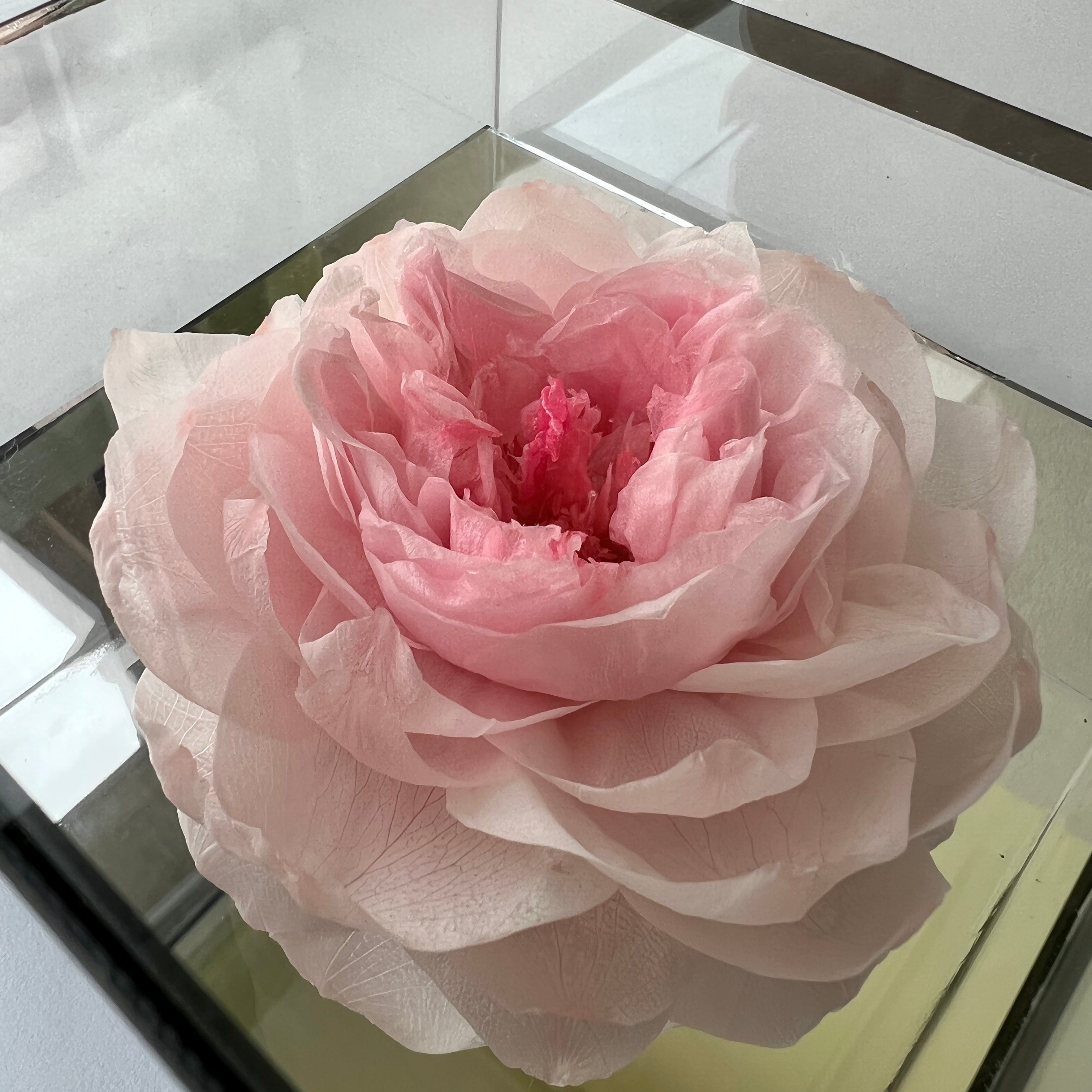 Solitary Splendor featuring a single preserved pink peony in an acrylic box with a glass mirror bottom. A graceful eternity flower gift perfect for expressing love, admiration, or gratitude.