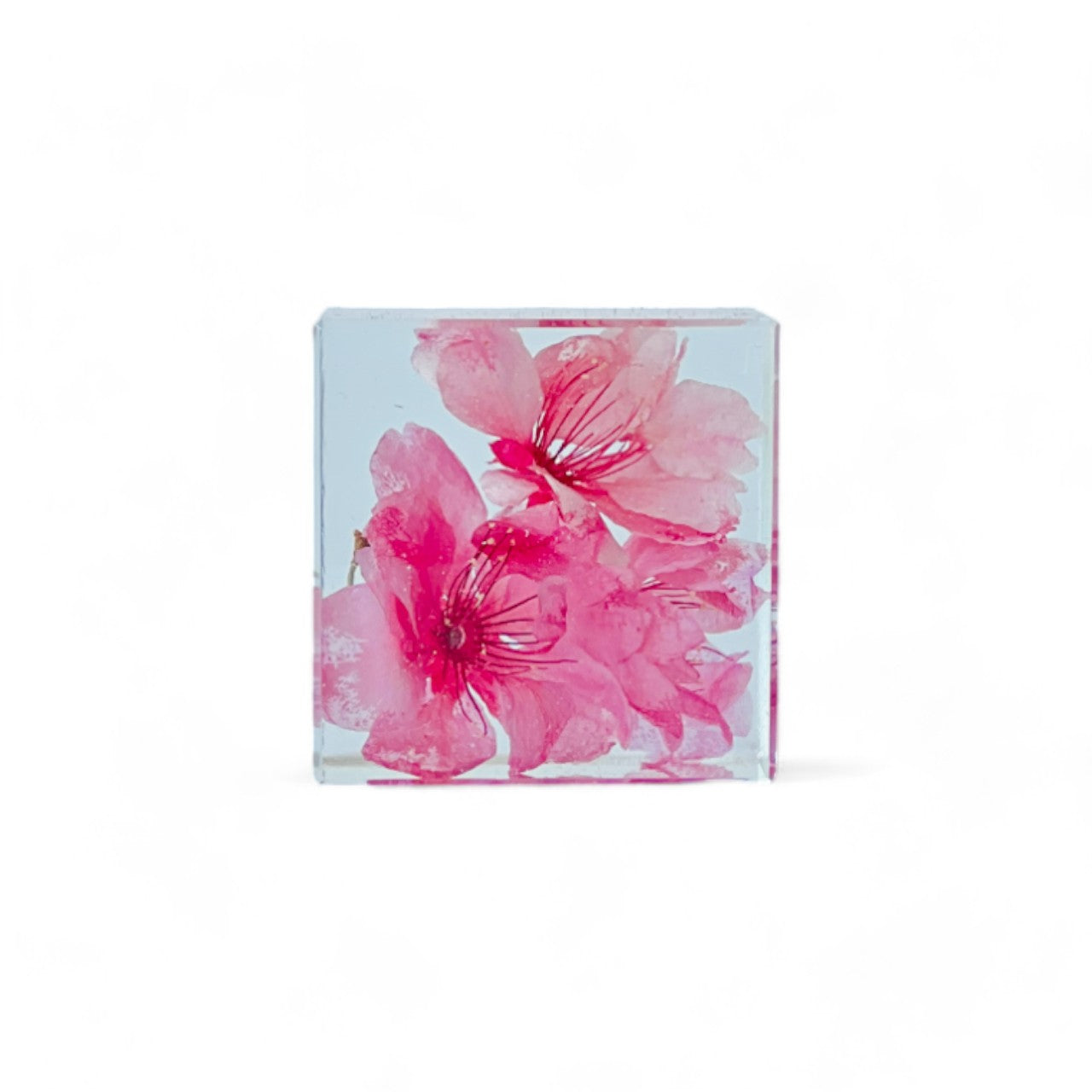 Preserved cherry blossom encased in a clear resin cube, showcasing its vibrant hues and intricate details. Ideal as a timeless decor piece or a unique gift, perfect for adding a serene touch to any space.