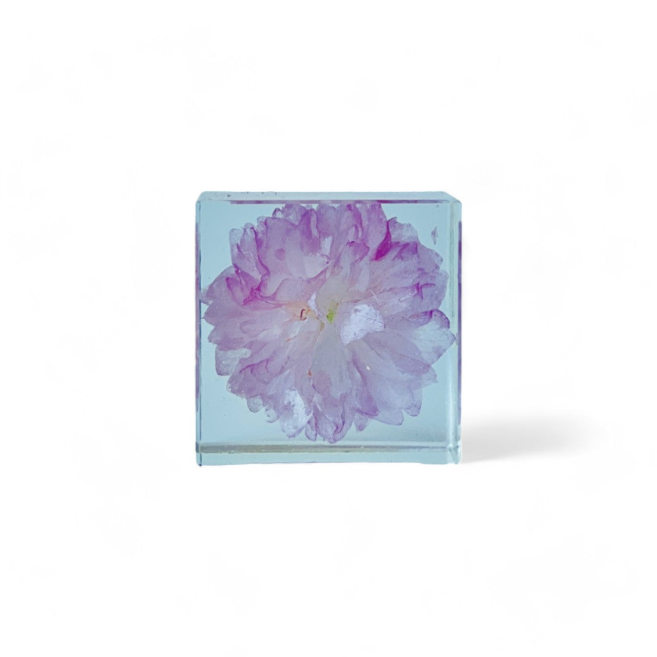 Preserved pink cherry blossom encased in a clear resin cube, offering a 360-degree view of the flower's elegance. Perfect as a decorative piece or a thoughtful, low-maintenance gift.