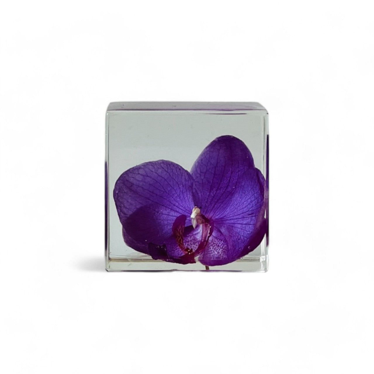 Preserved phalaenopsis blossom encased in a clear resin cube, showcasing vibrant hues and intricate details. A unique decor piece, ideal for gifting or adding serene beauty to any space.